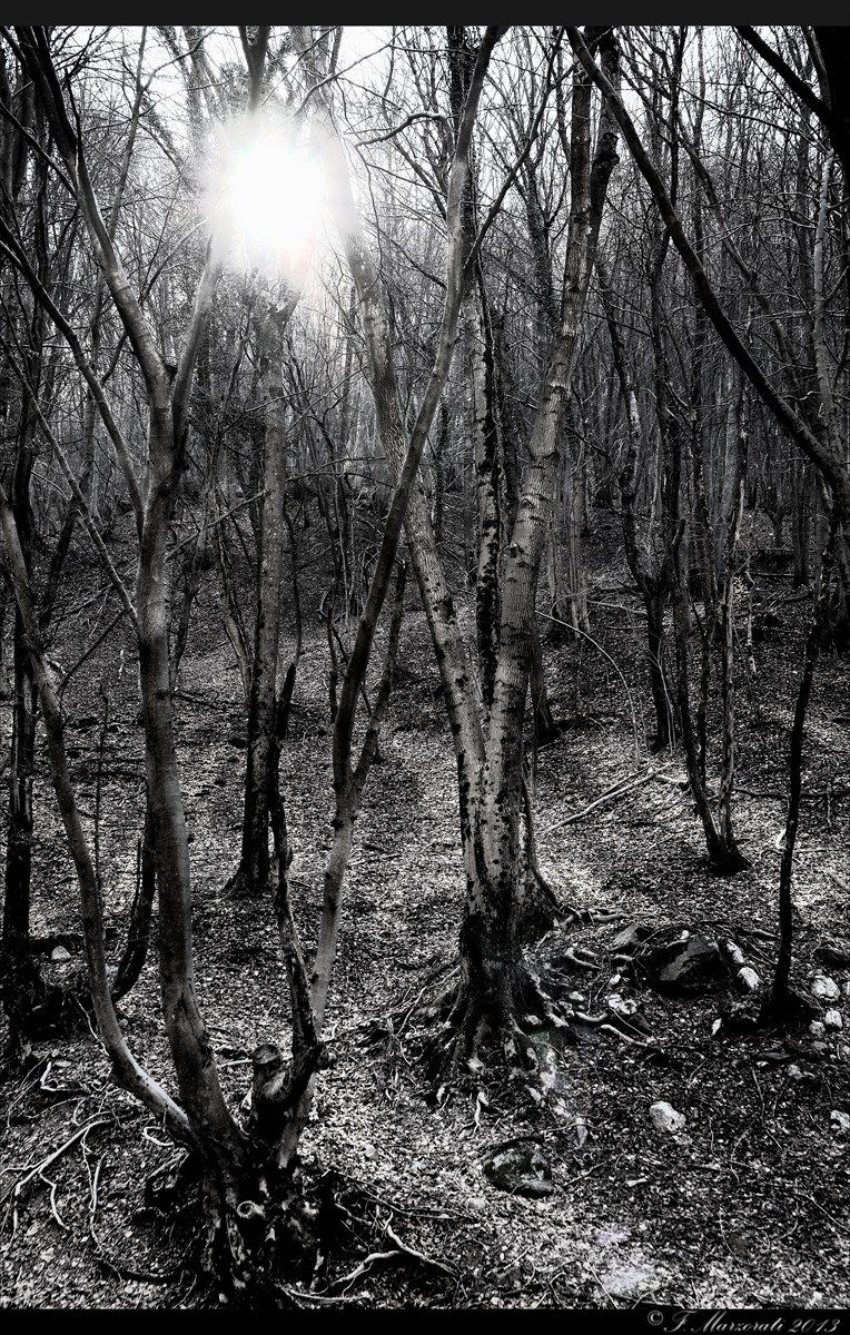 Dark wood