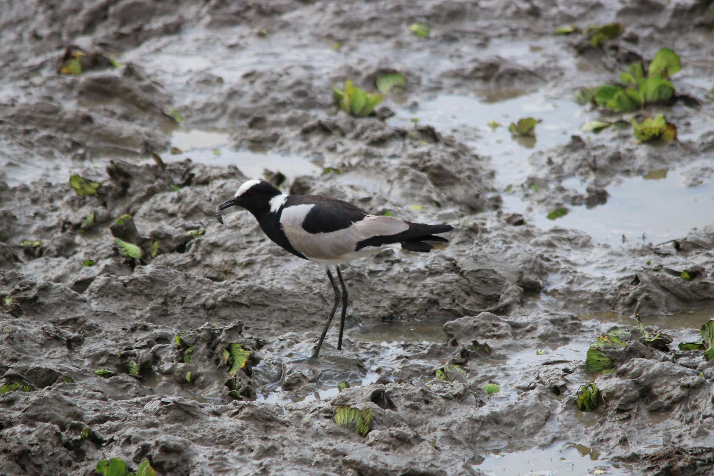 Blacksmith Lapwing