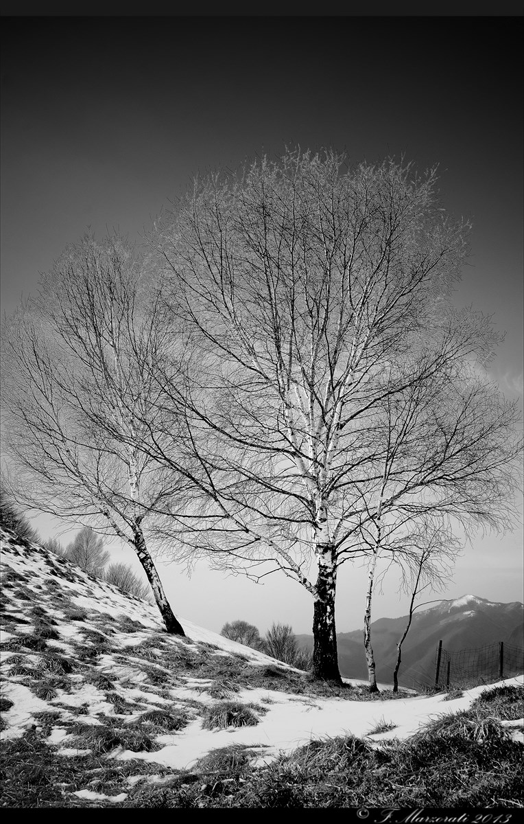 Birches B & W