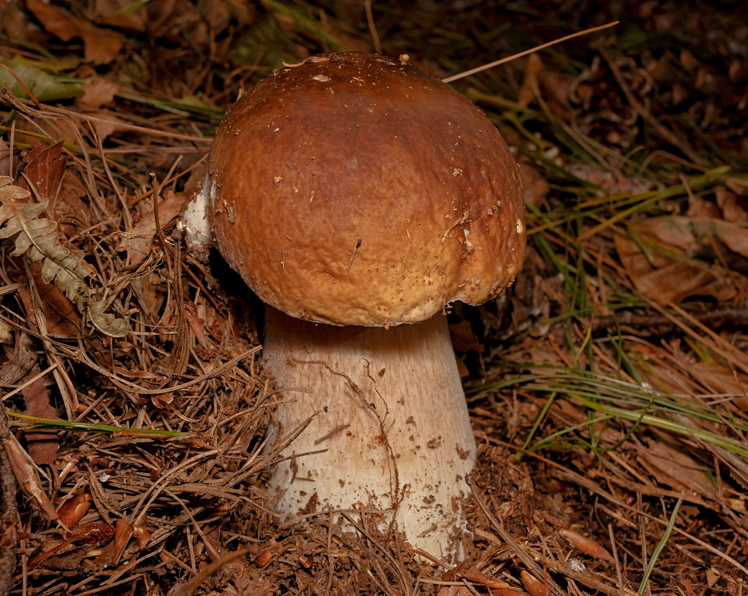 Fungo Porcino Monte Mottarone 11/10/2020