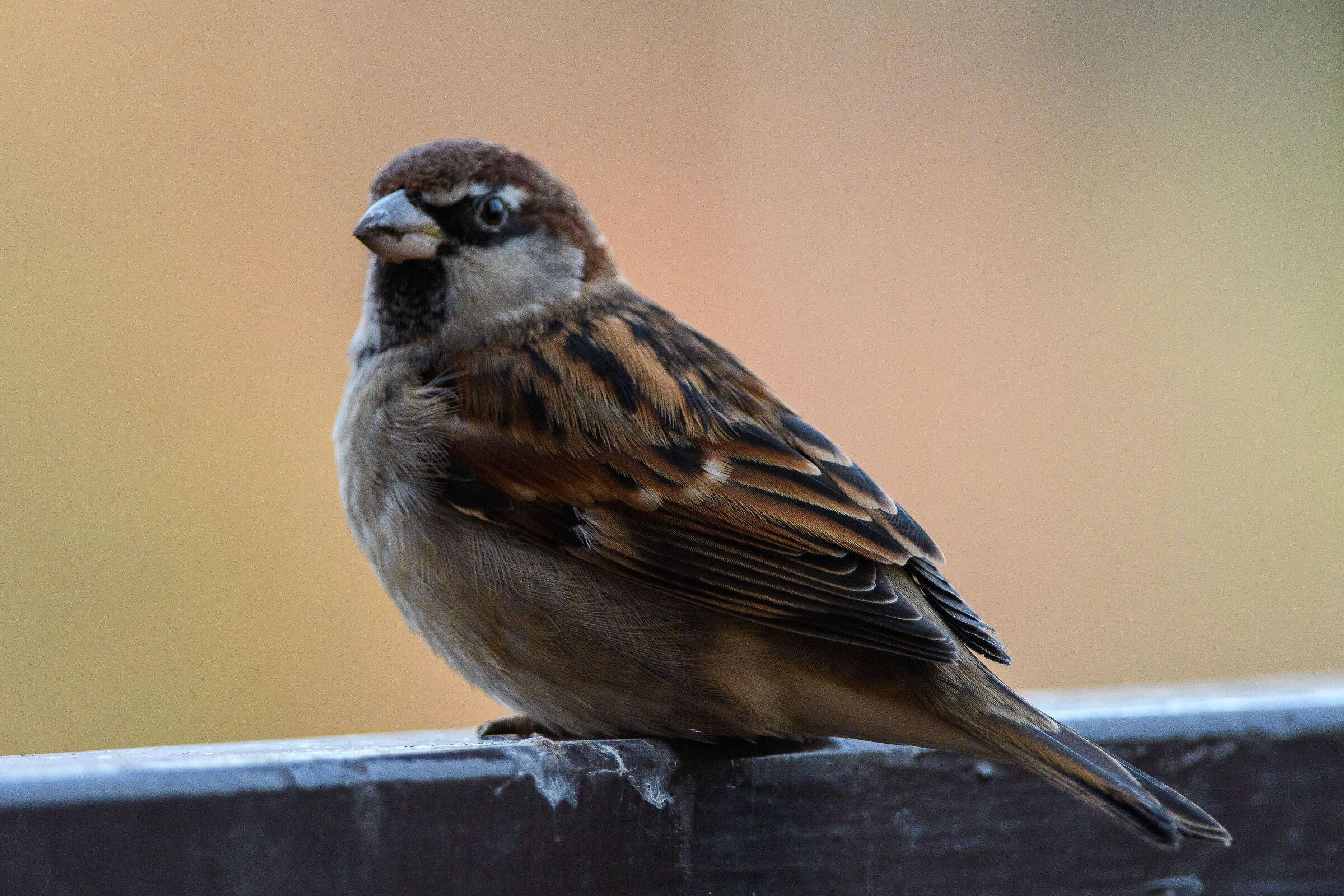 Sparrow