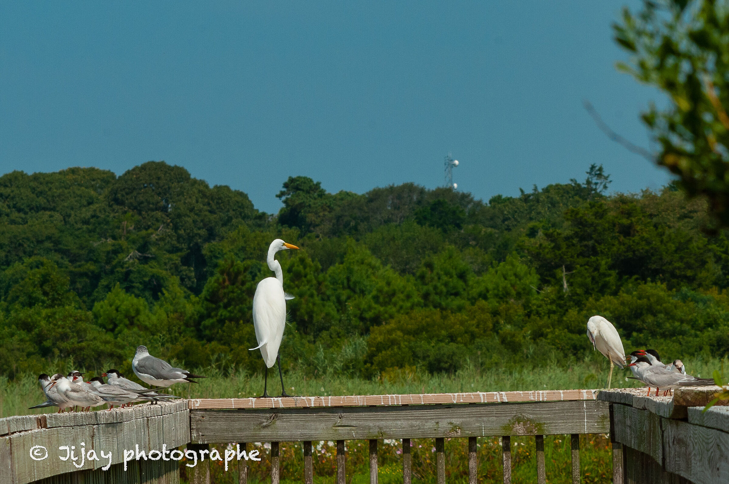 Garzetta, garzetta azzurra, poppa e gabbiano