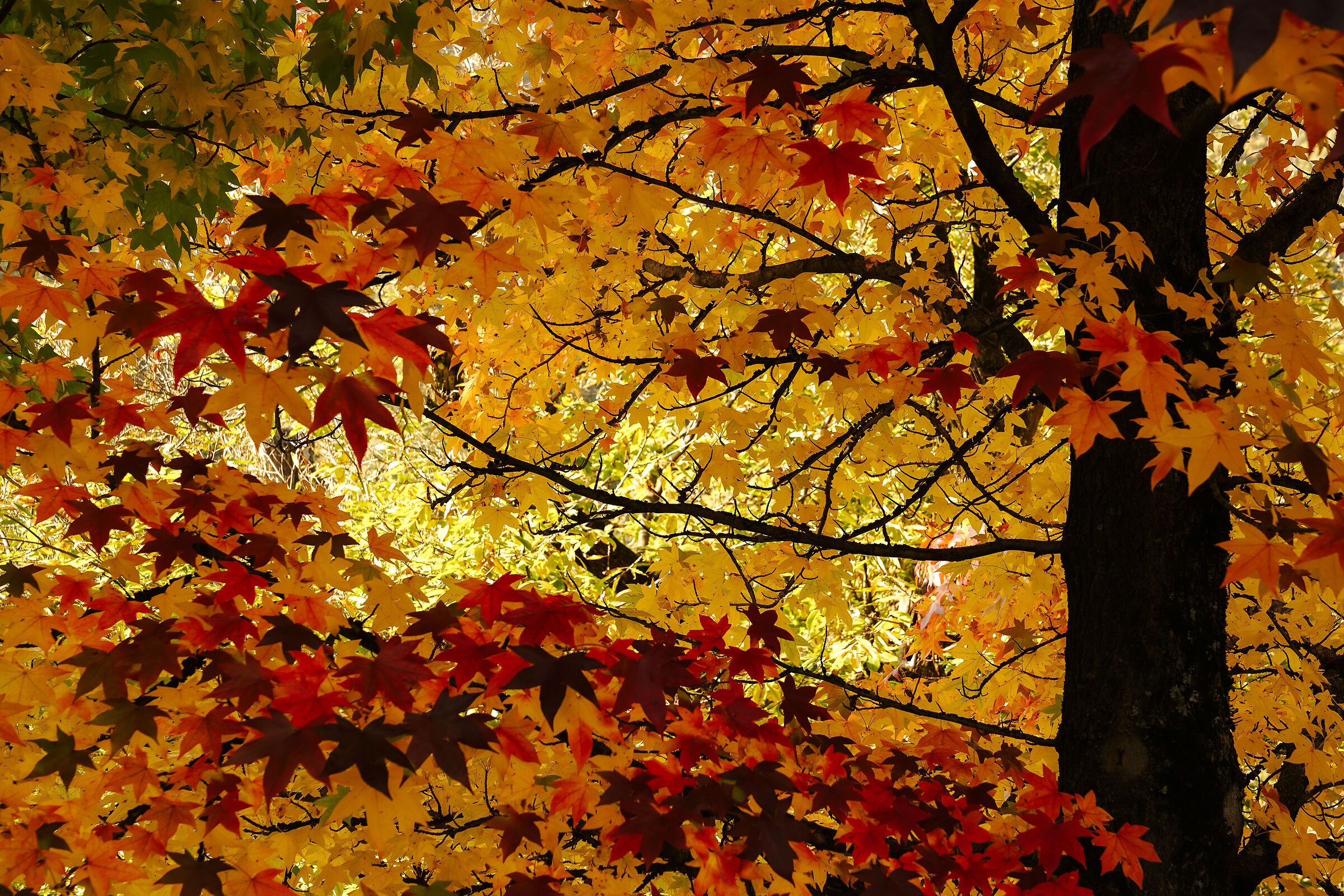 Liquidambar