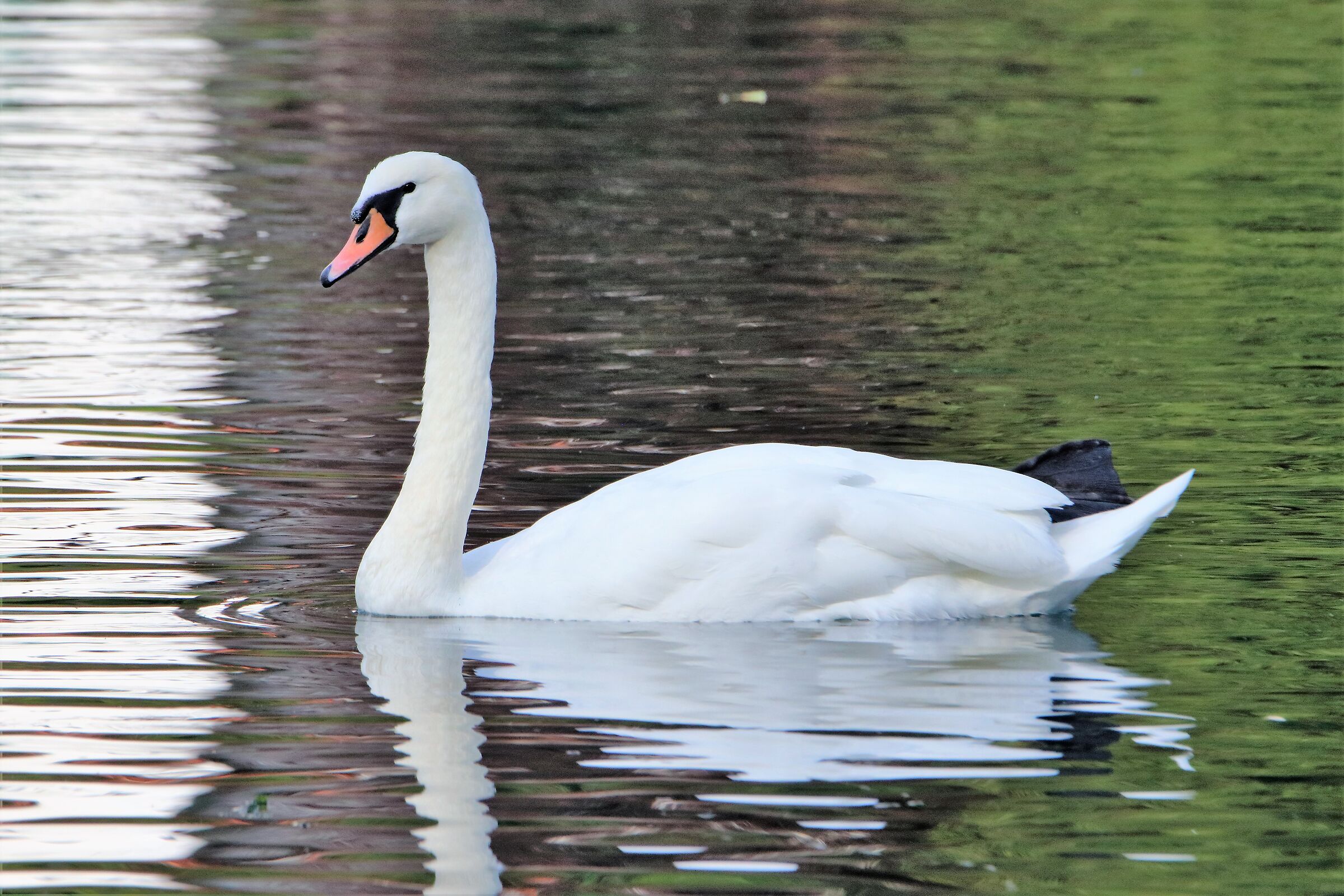 swan