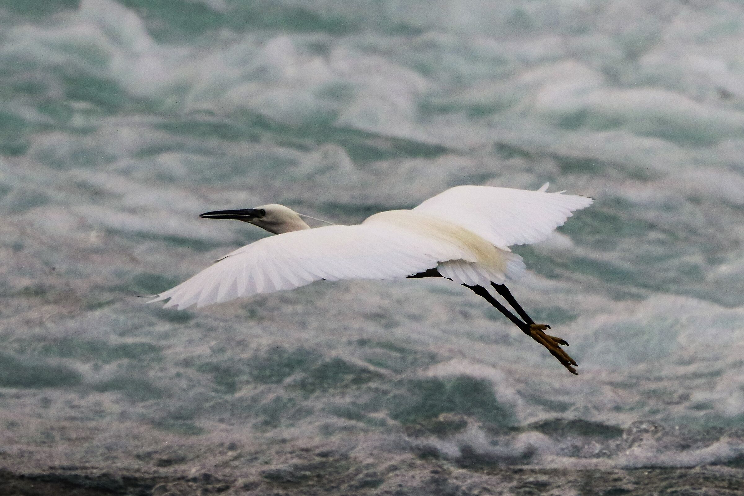 Egret
