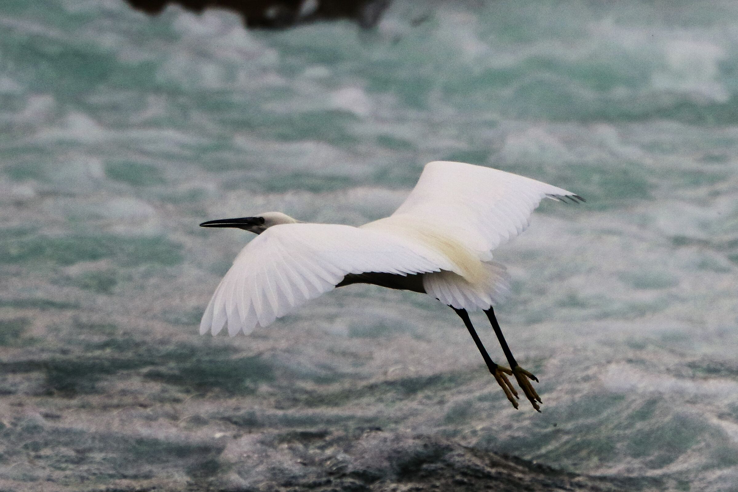 Egret