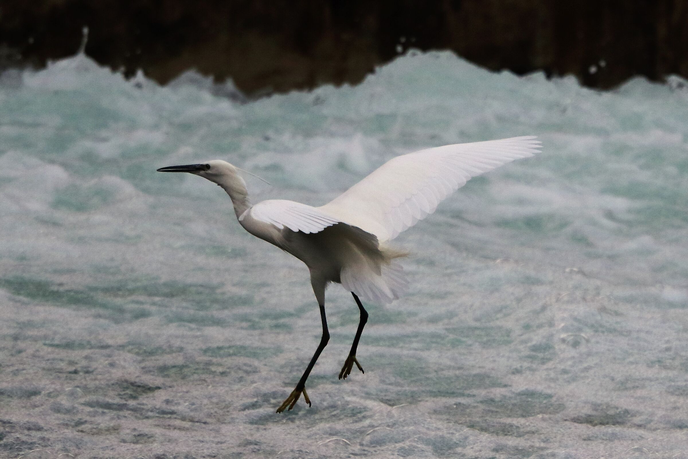 Egret