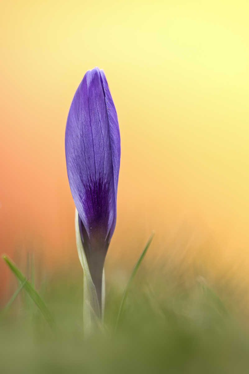 Crocus