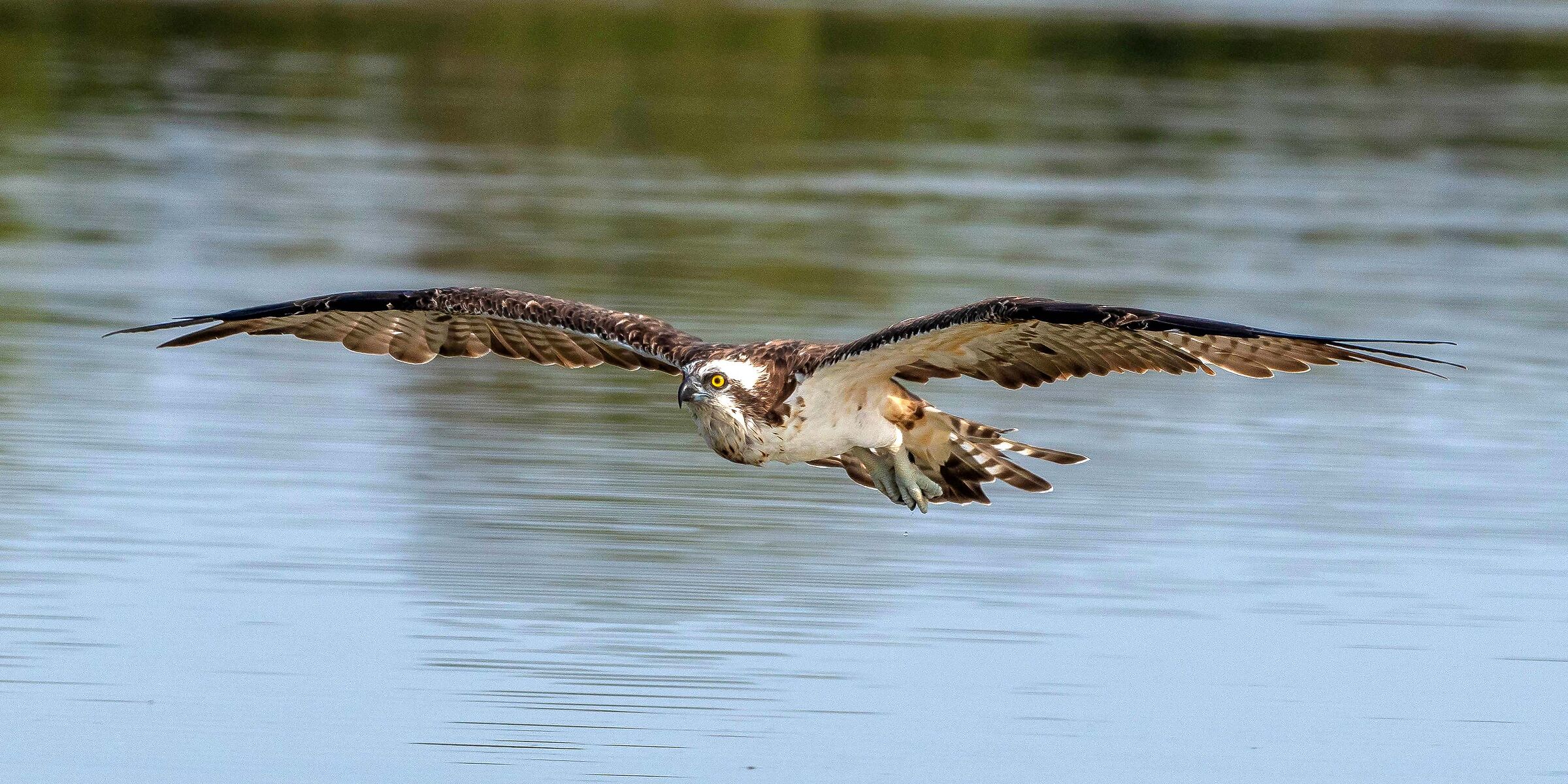 Osprey