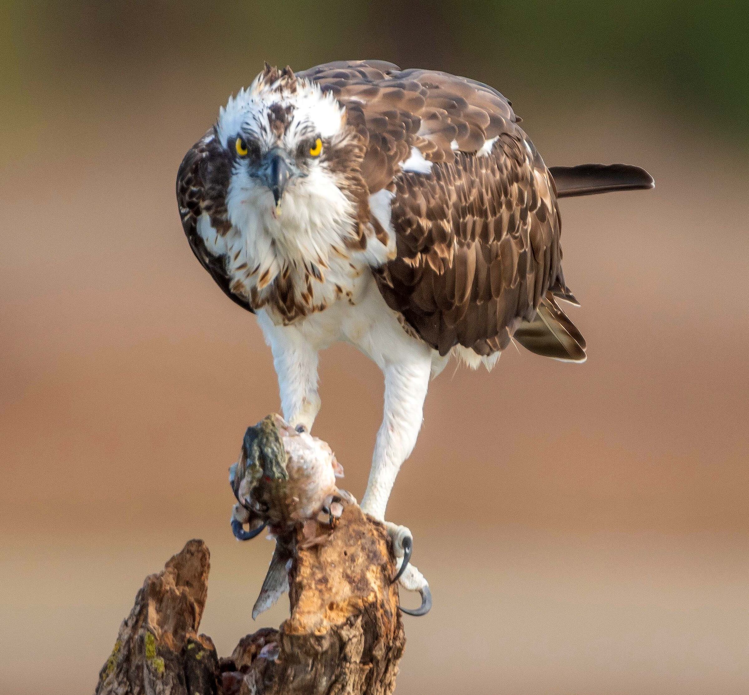Osprey