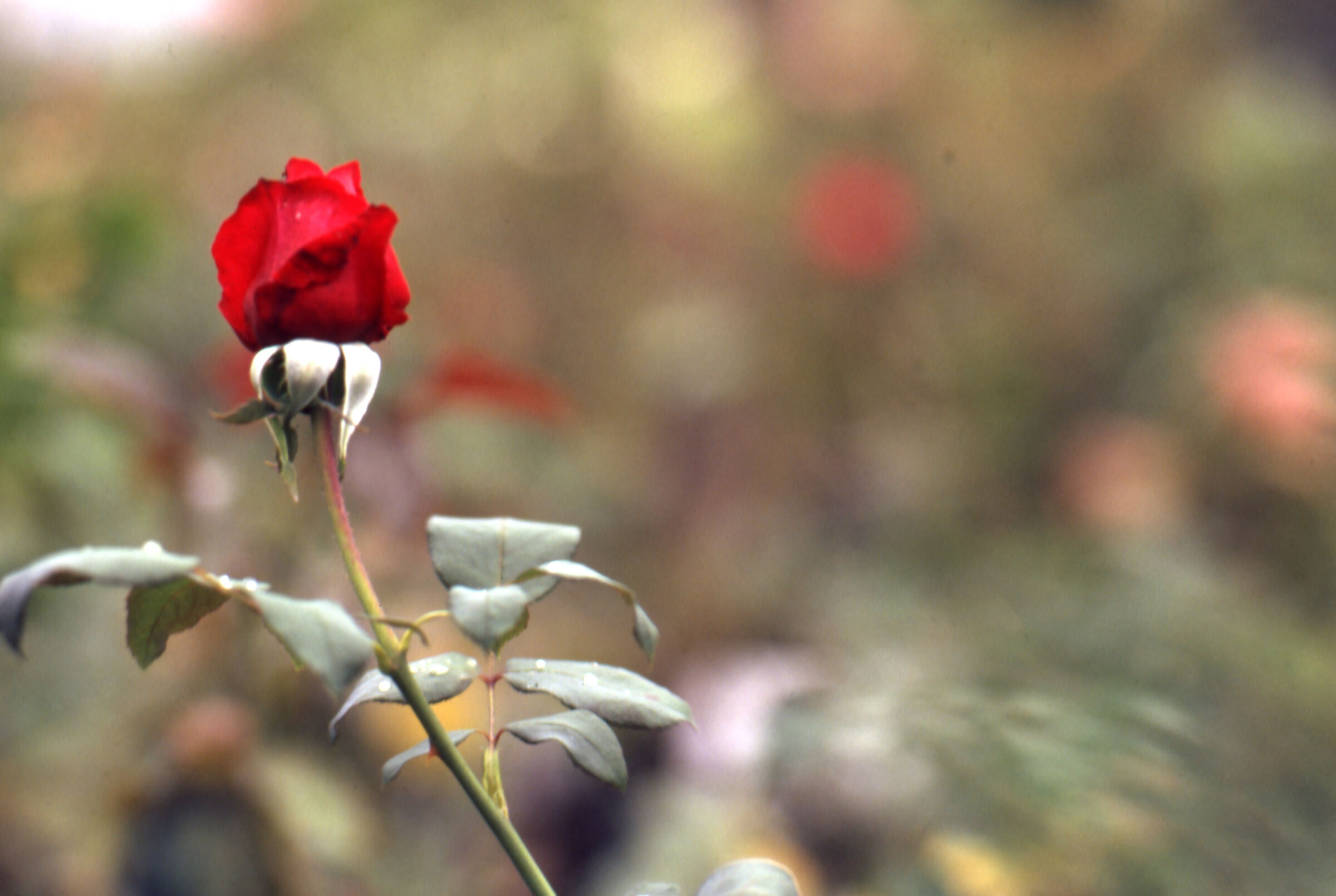 Untitled Leica R7