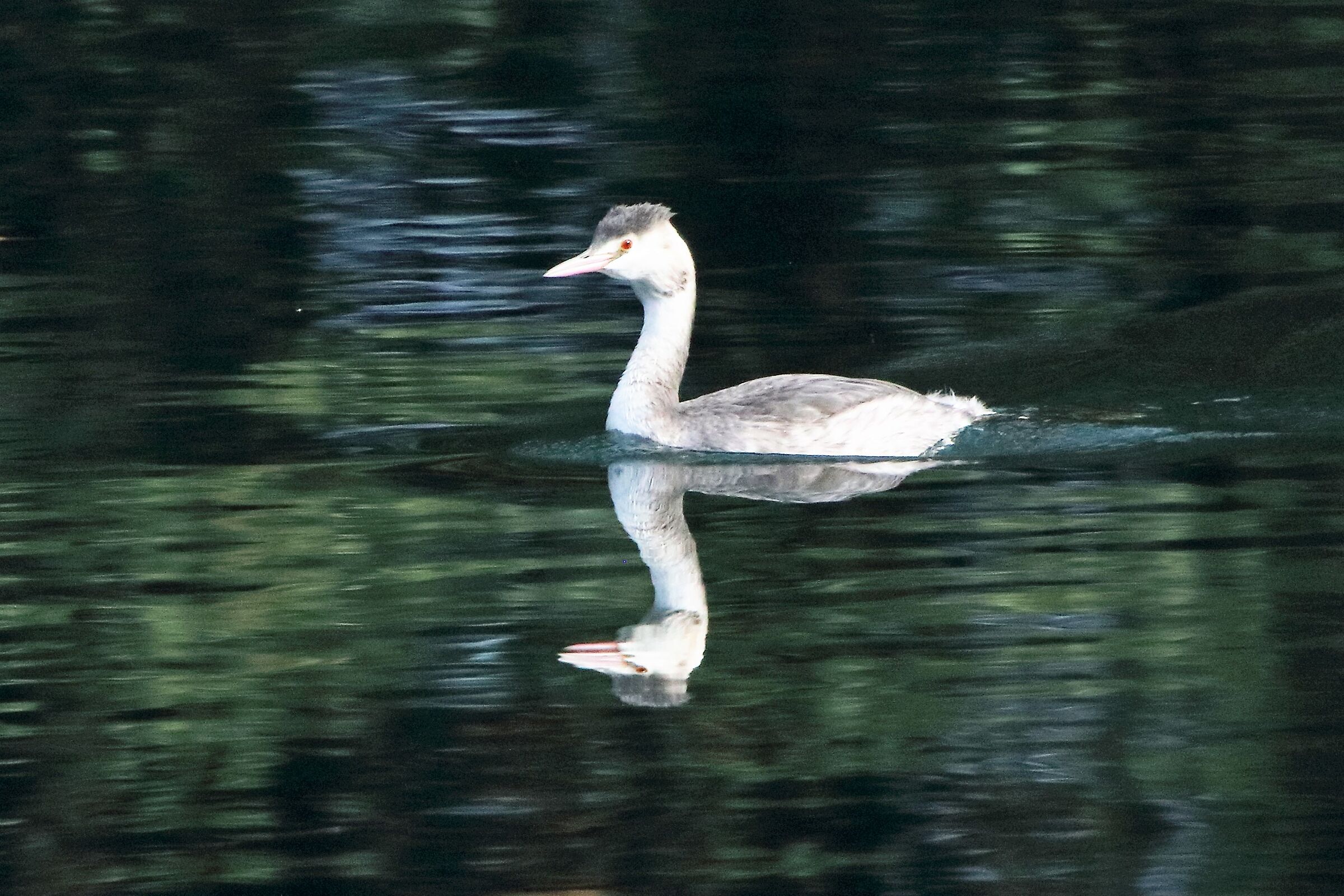 grebe