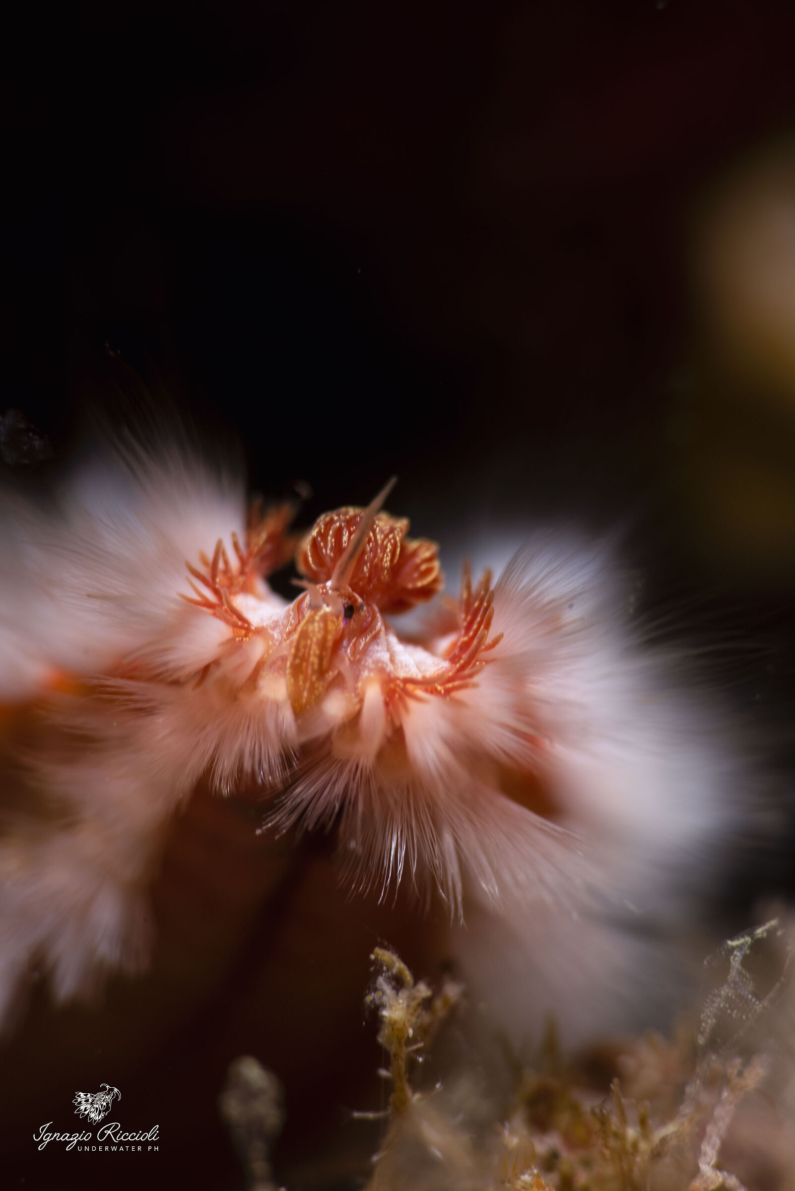 Hermodice carunculata