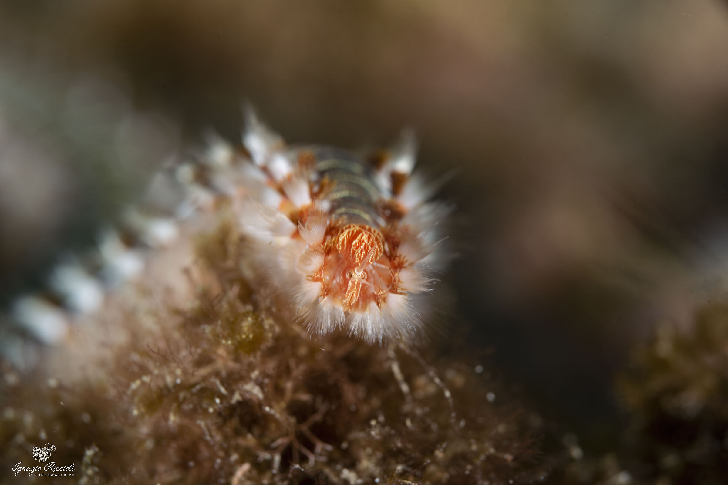 Hermodice carunculata