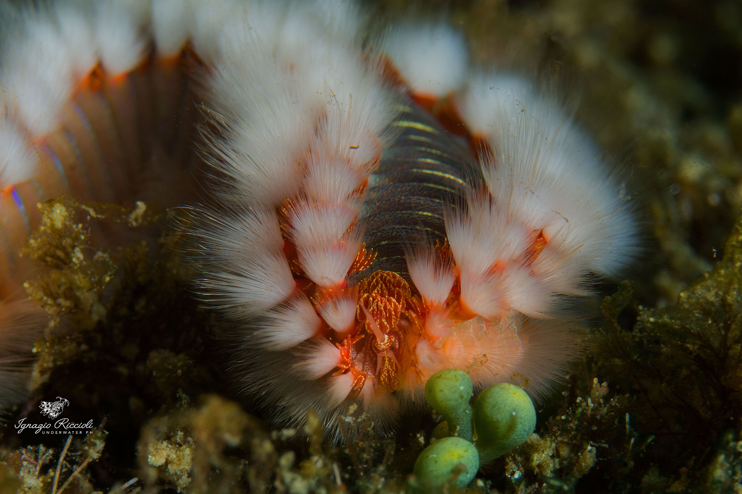 Hermodice carunculata