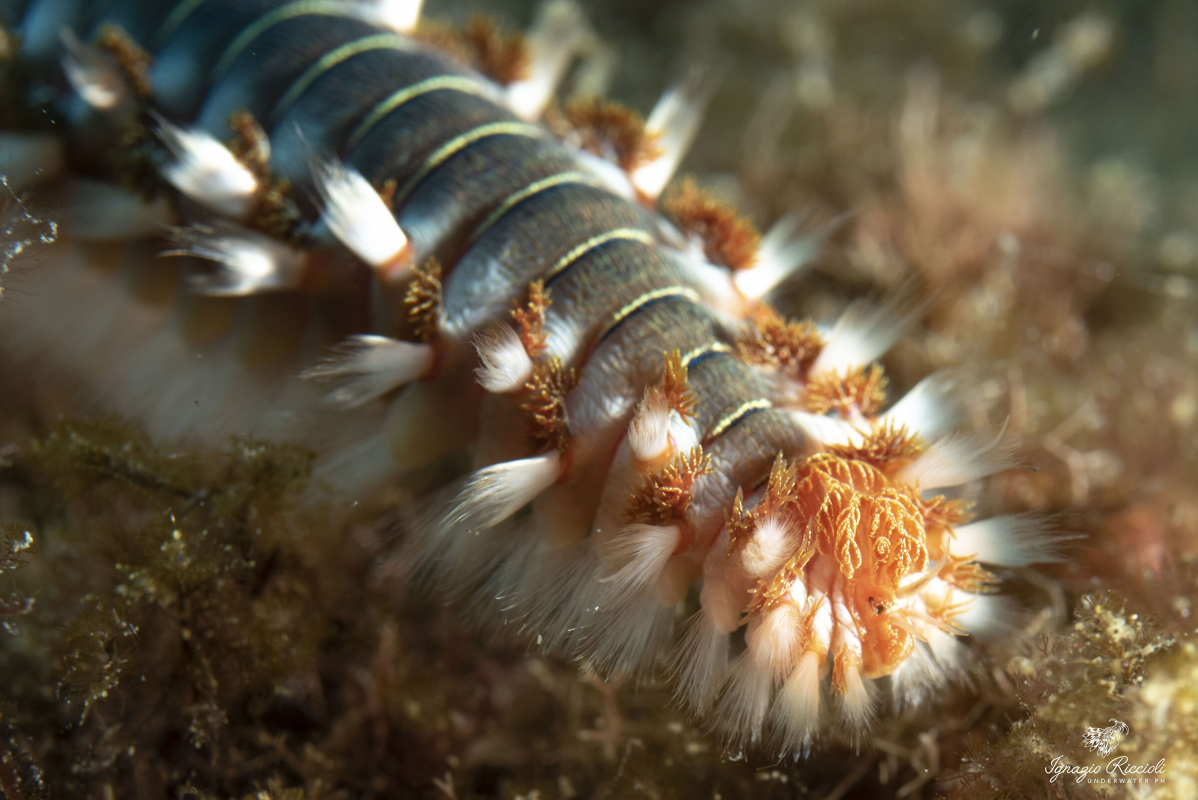 Hermodice carunculata