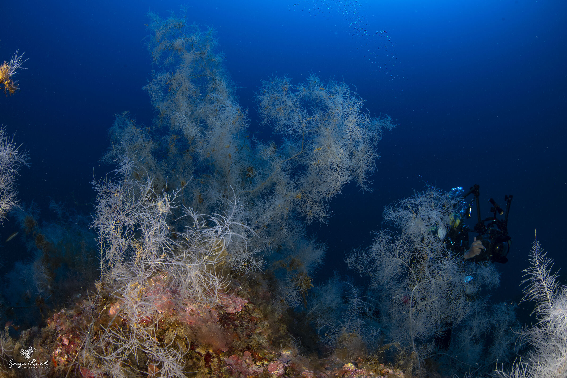 Antipathella subpinnata