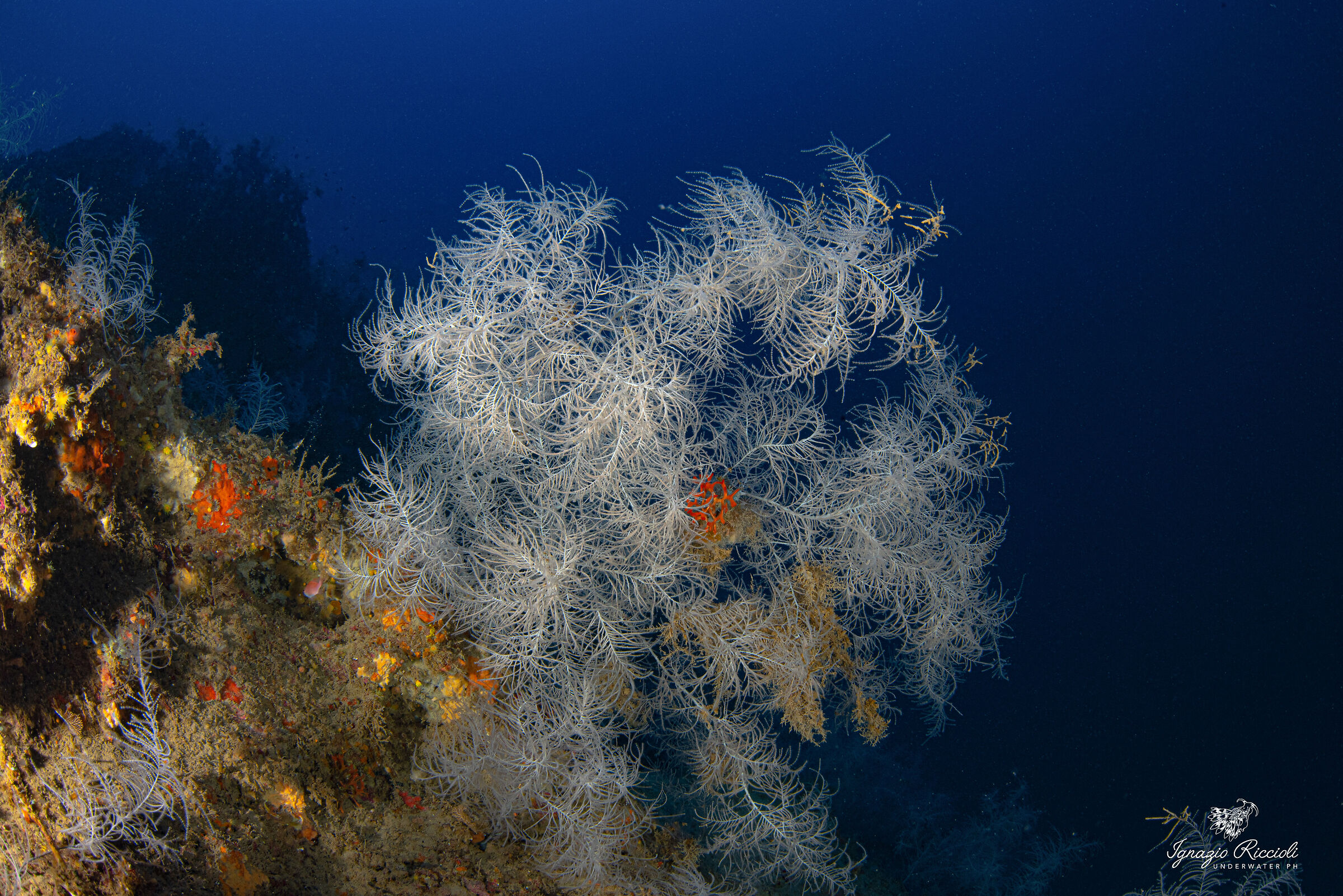 Antipathella subpinnata