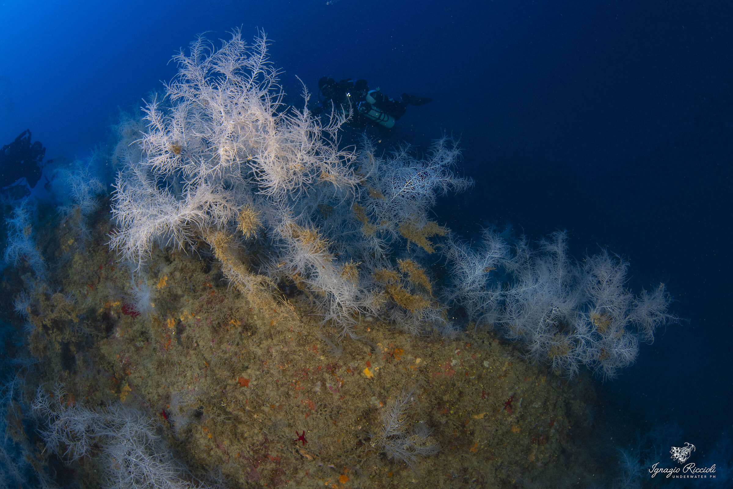 Antipathella subpinnata