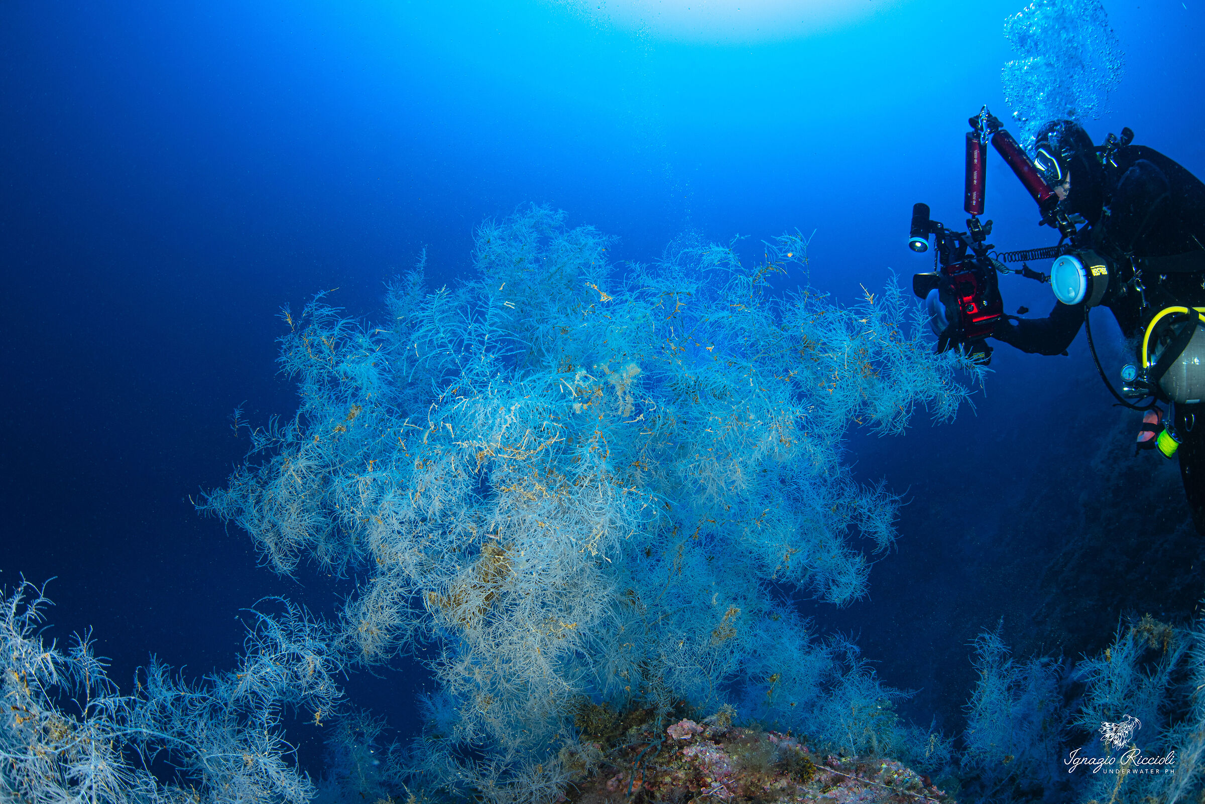 Antipathella subpinnata