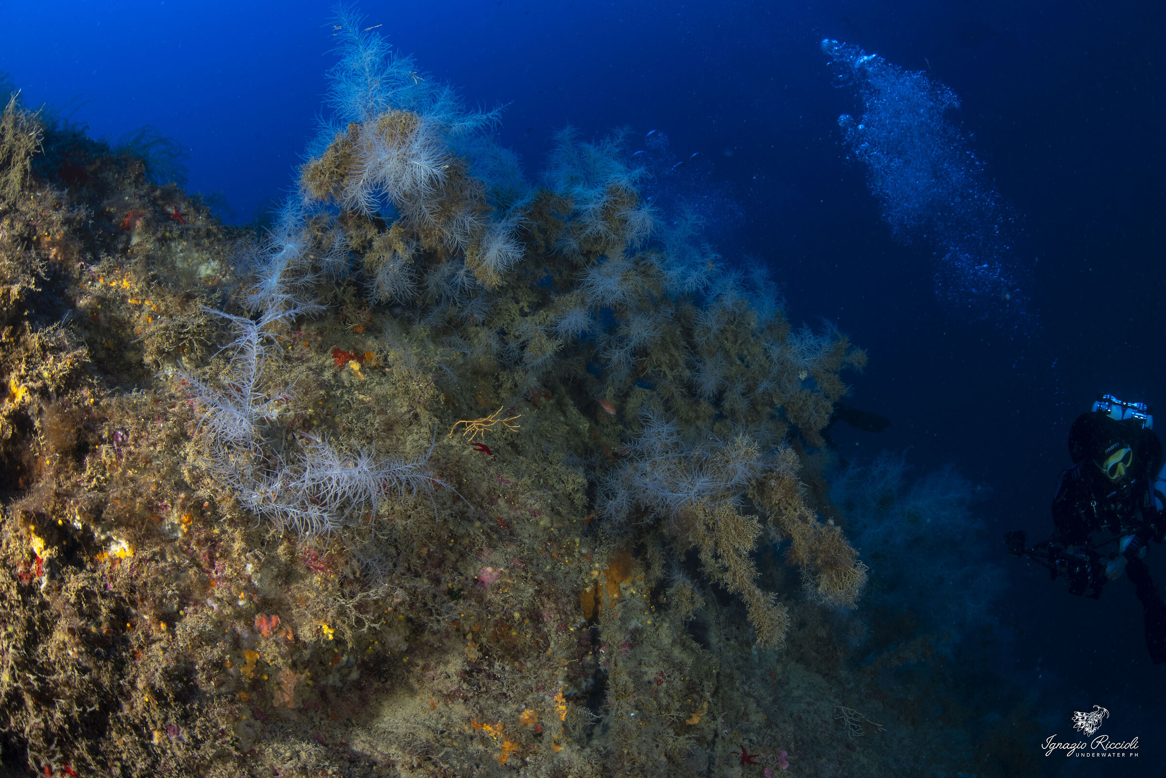 Antipathella subpinnata