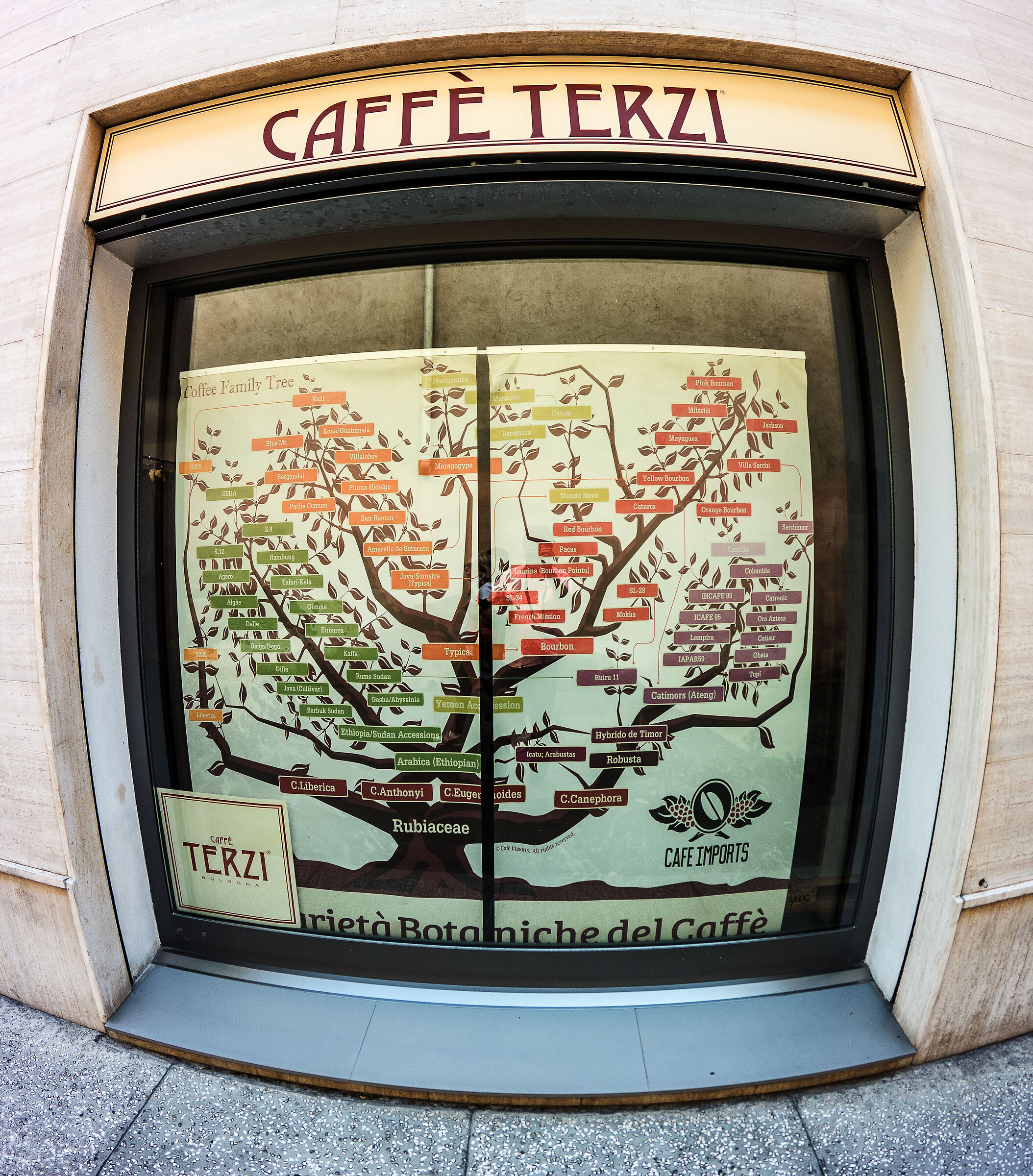 Coffee Family tree