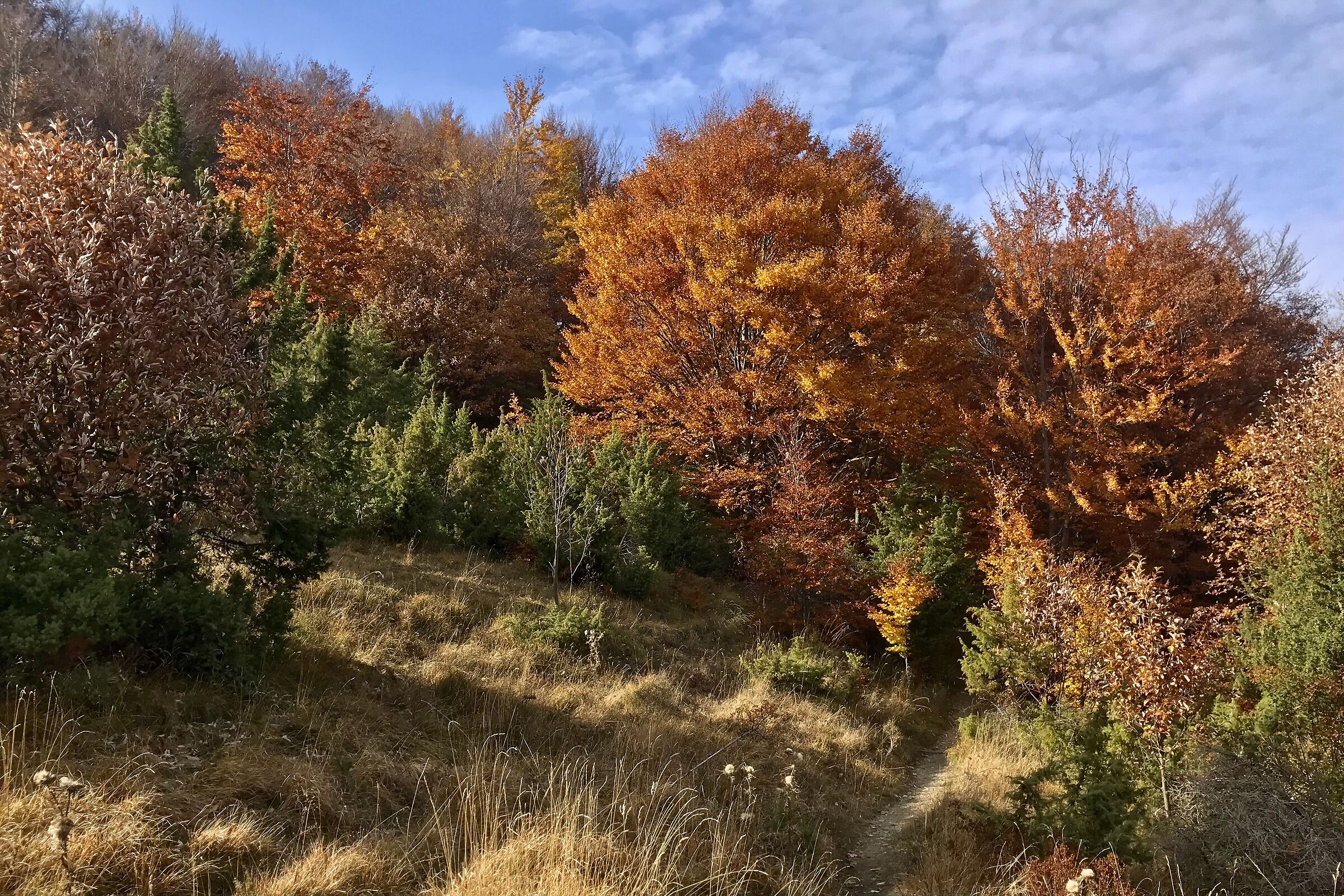 Cromie d'autunno (2021)