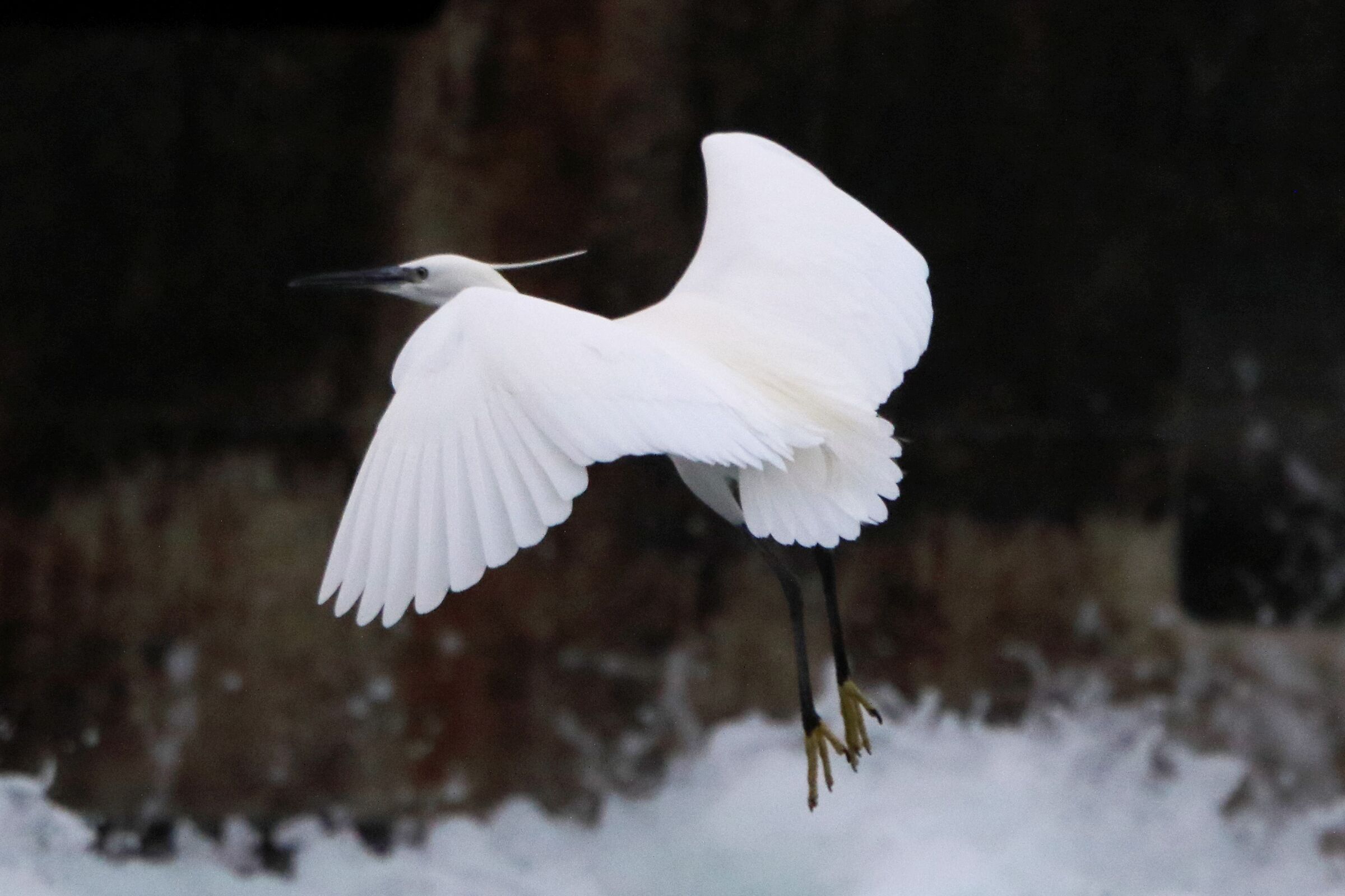 egret