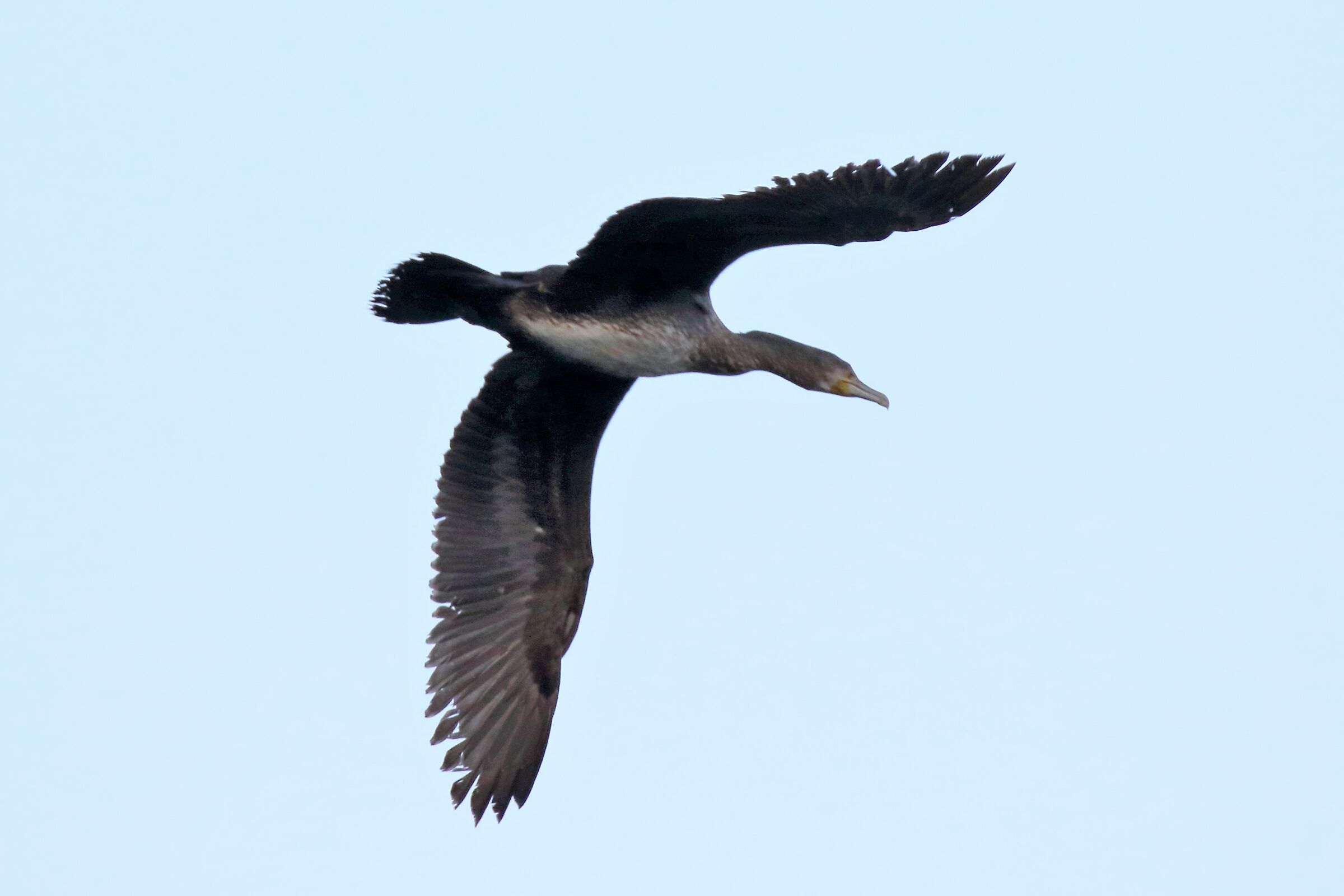 cormorant