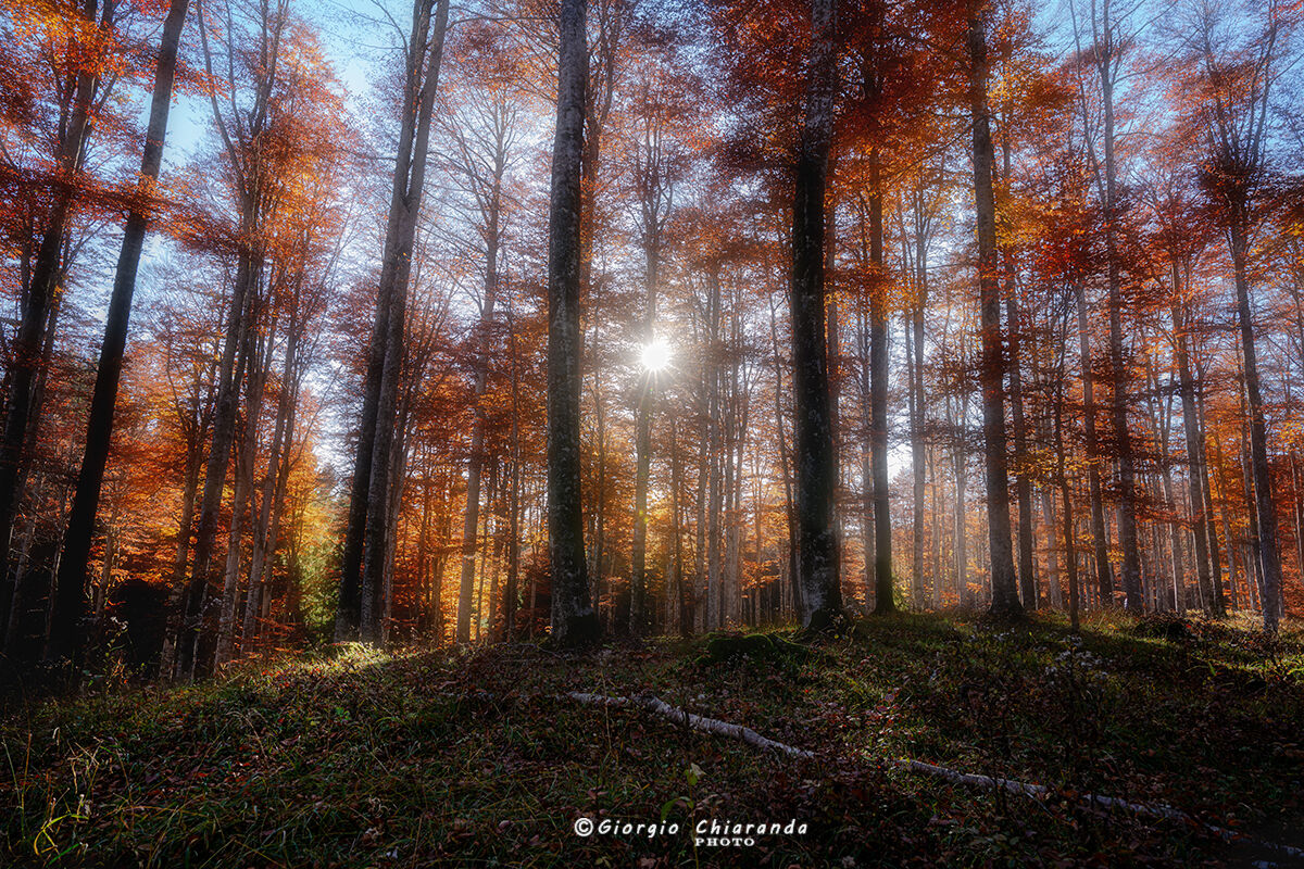 Autunno nella faggeta