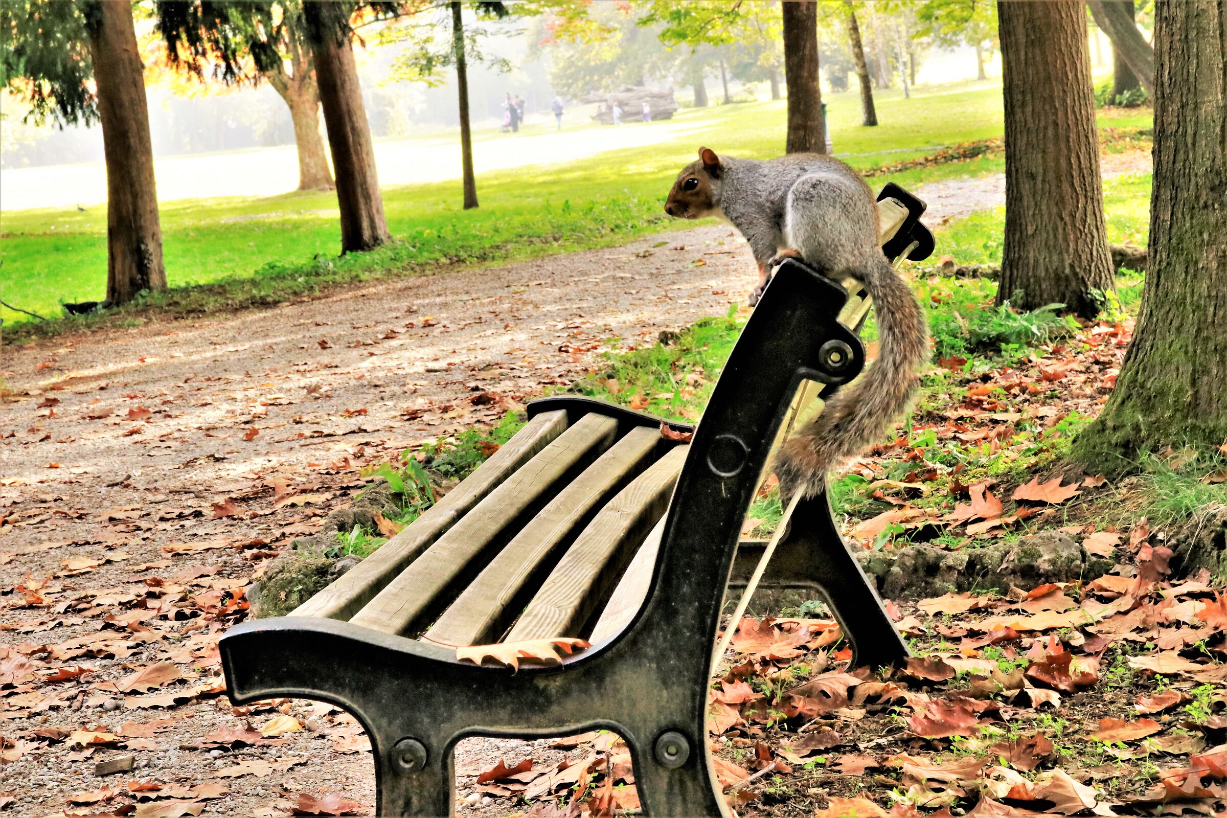 " Un abitante del Parco della Villa Reale di Monza&quot...