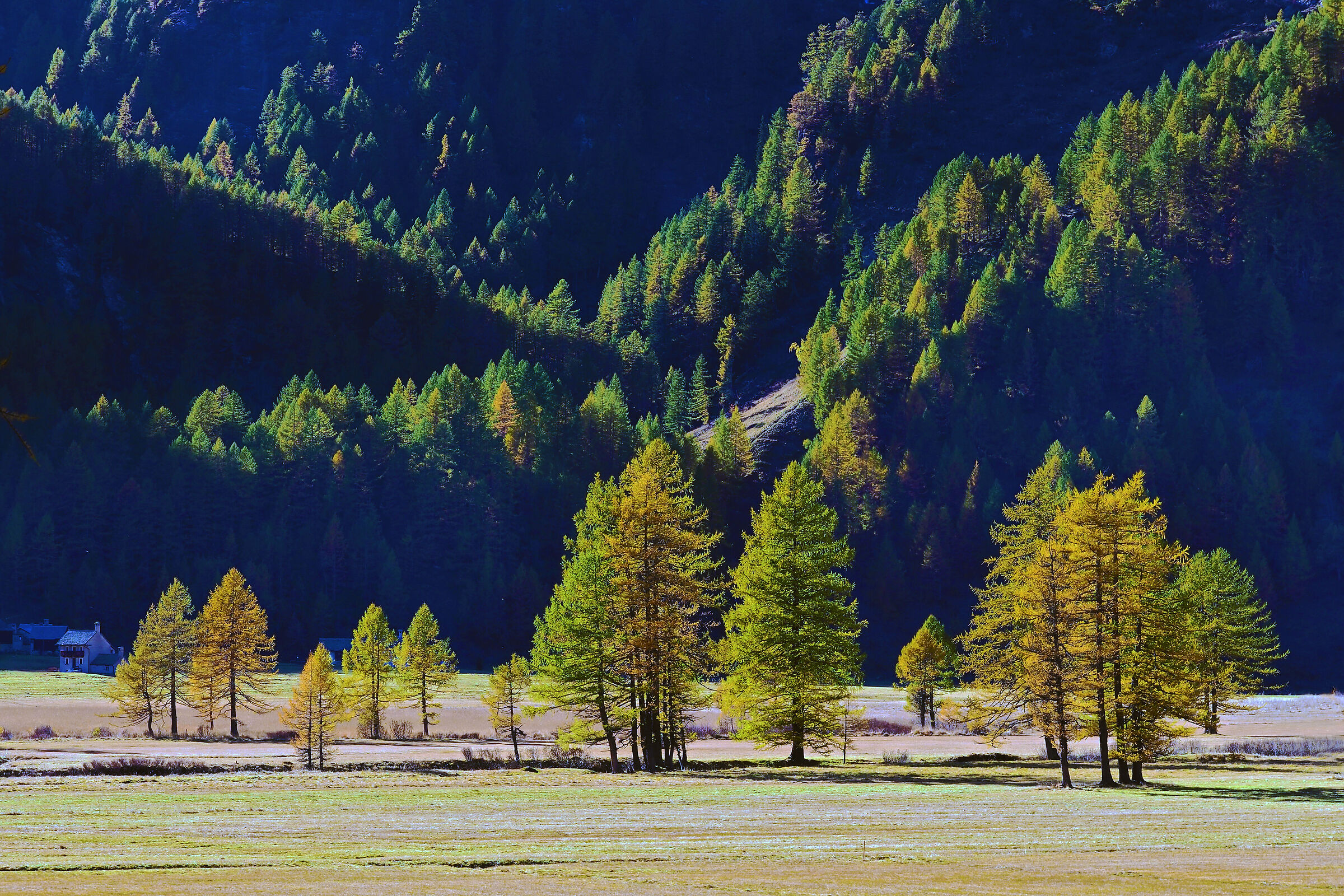 Larch trees at Alpe Devero