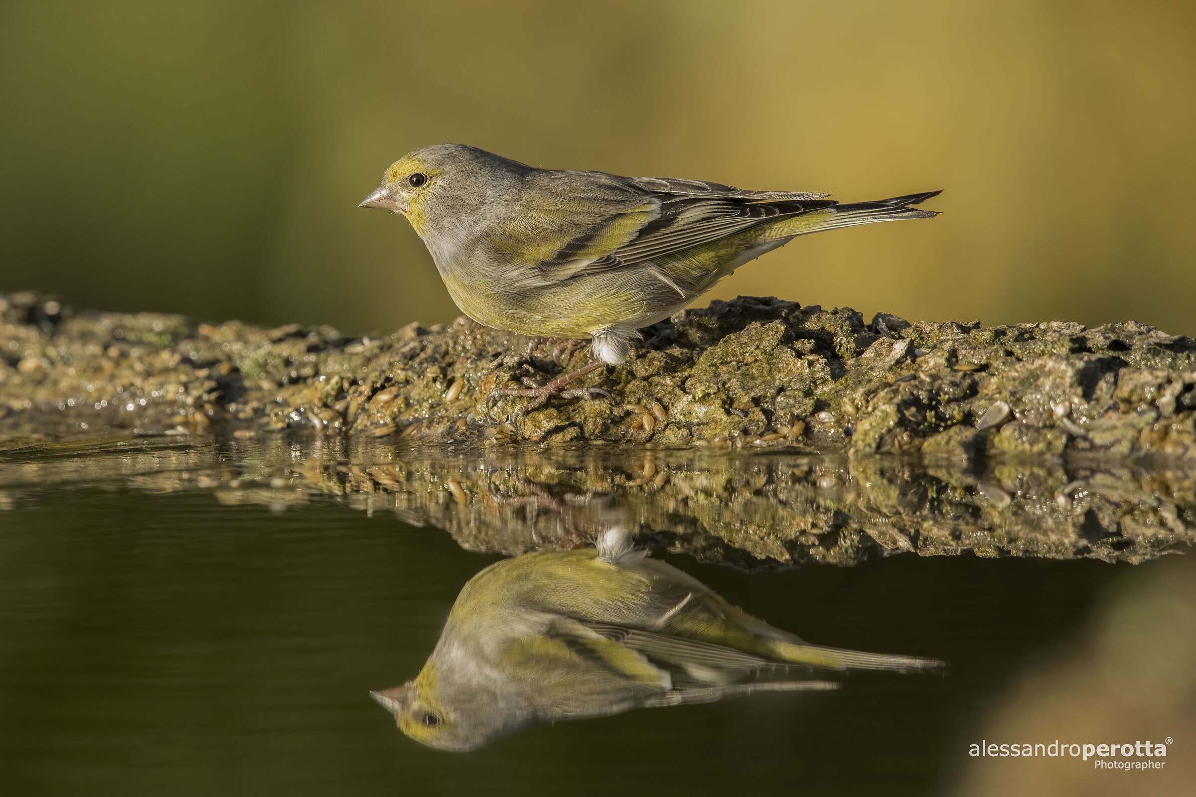 Carduelis citrinella