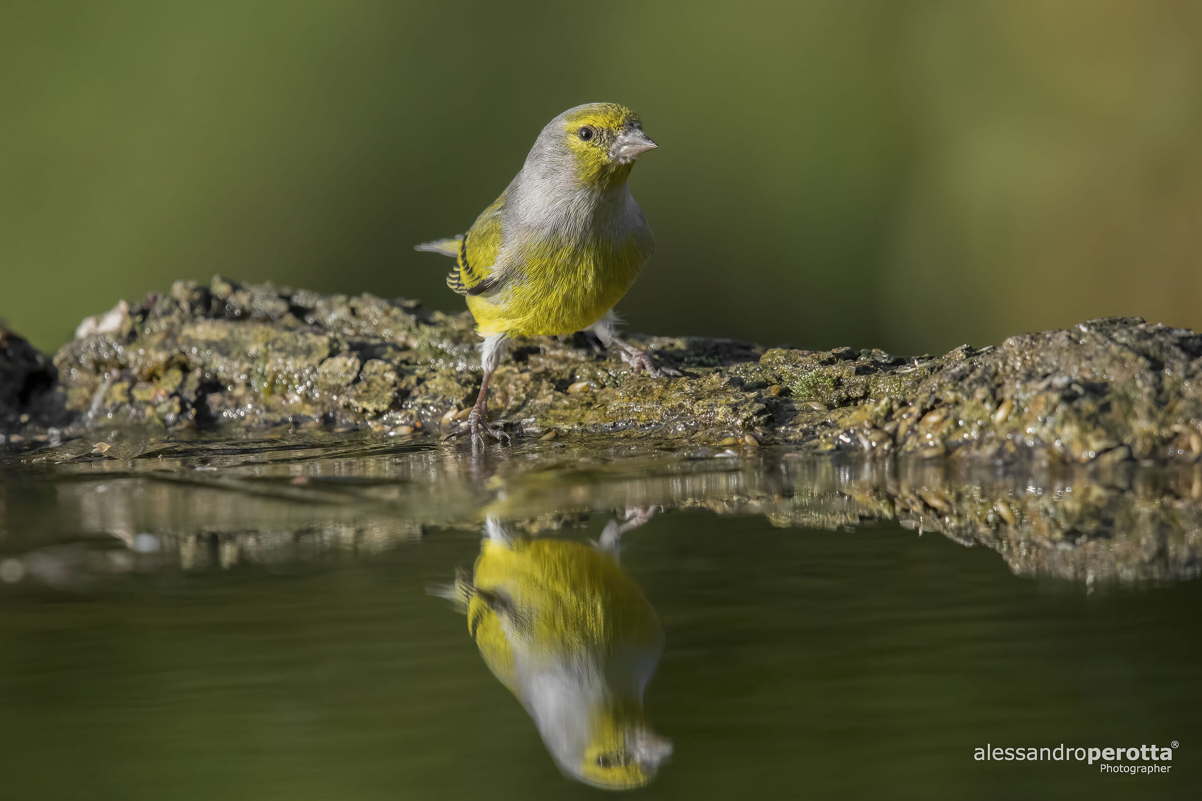 Carduelis citrinella