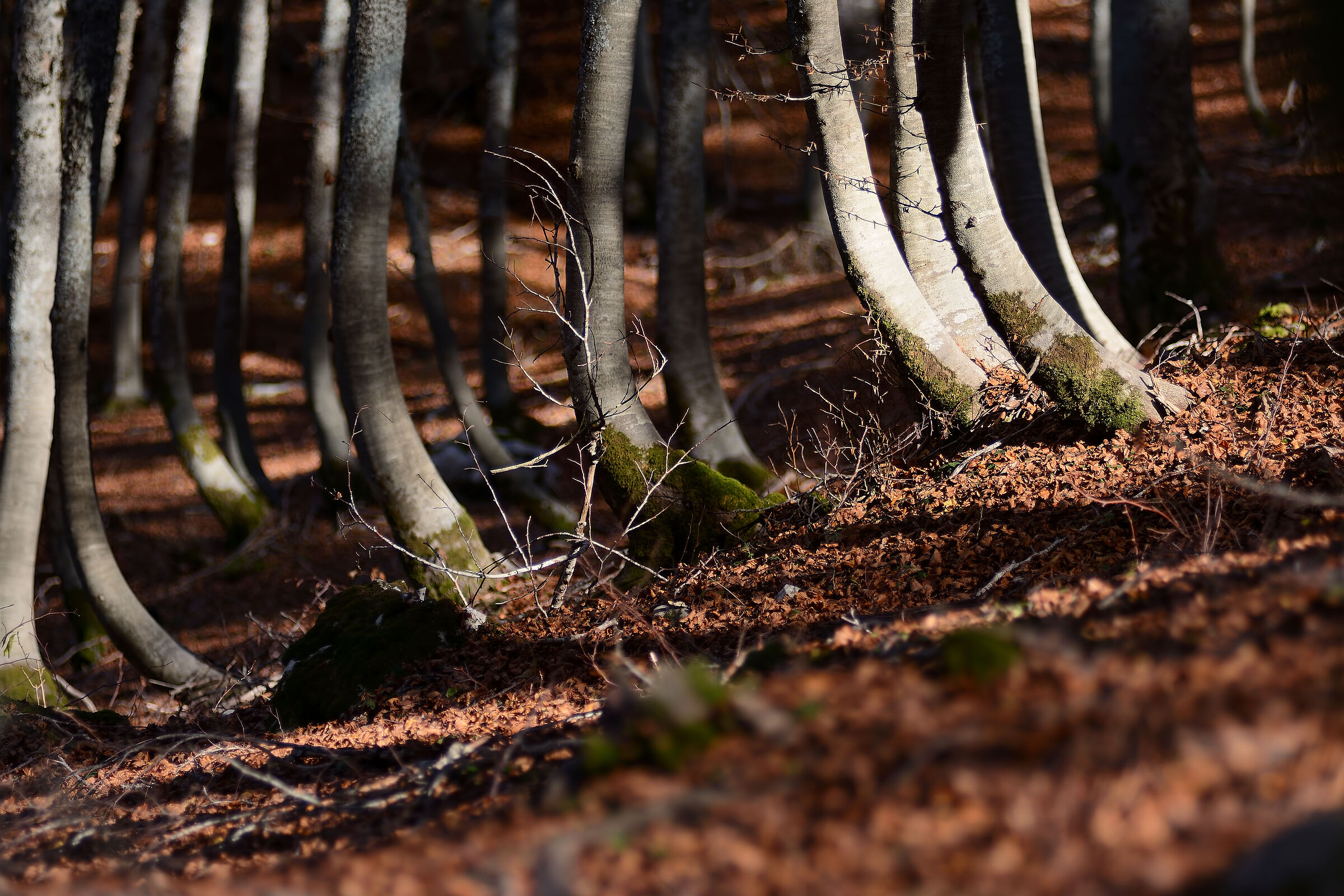 Ritmo - Forca d'Acero 20201031