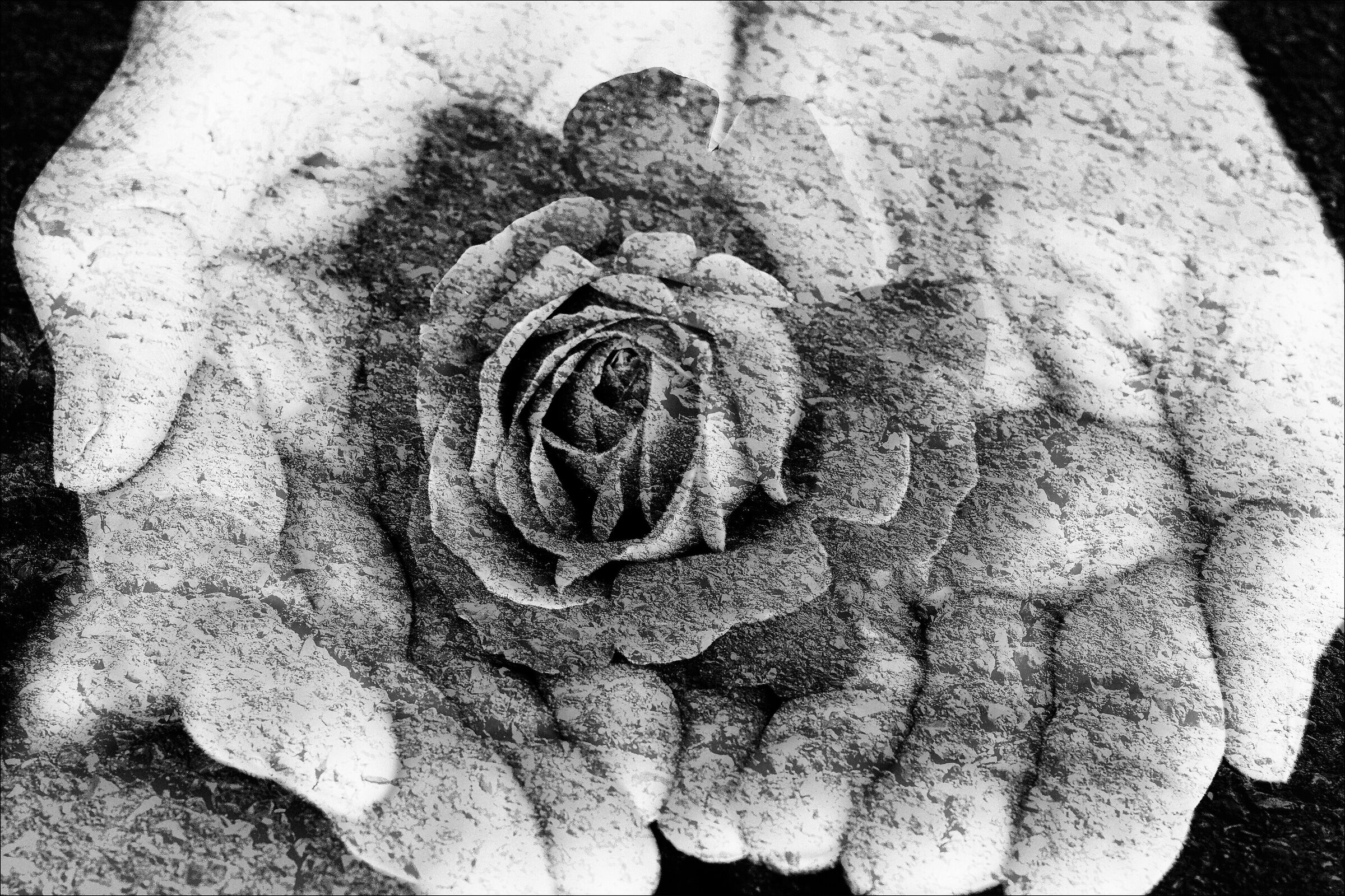 la rosa