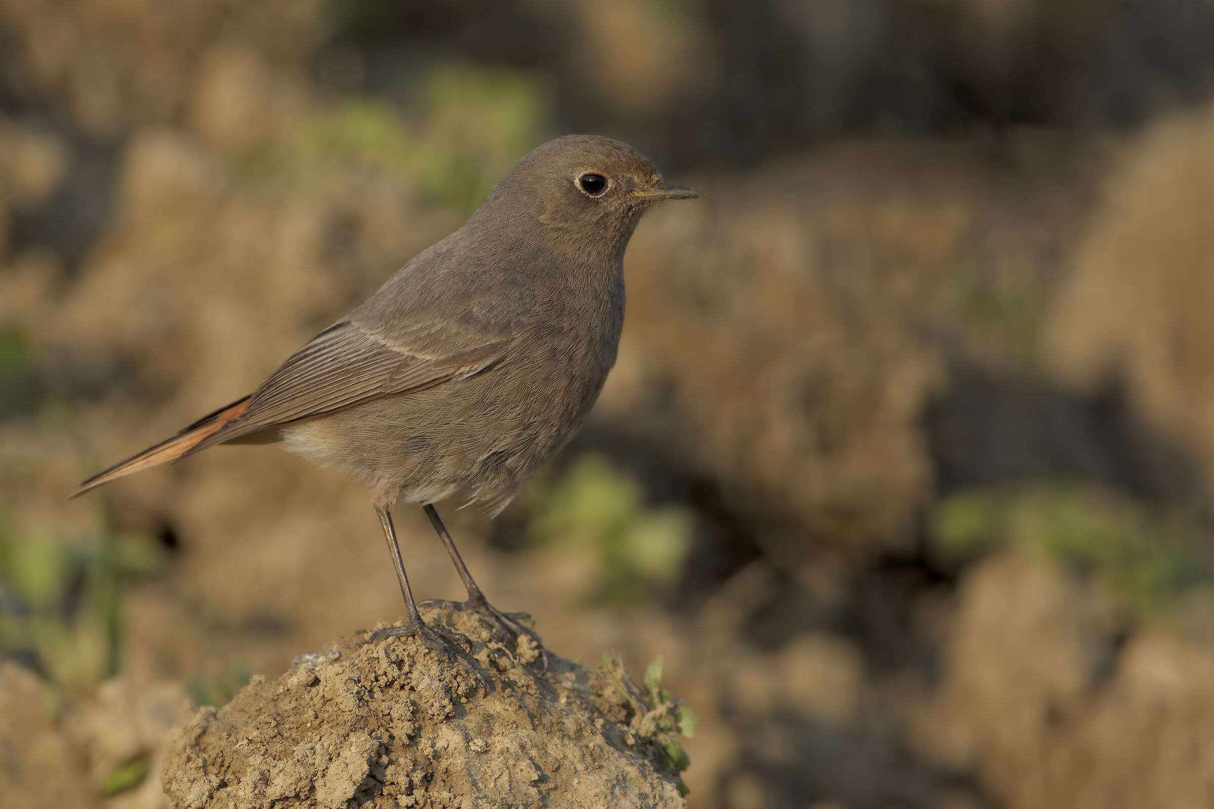 Codirosso spazzacamino