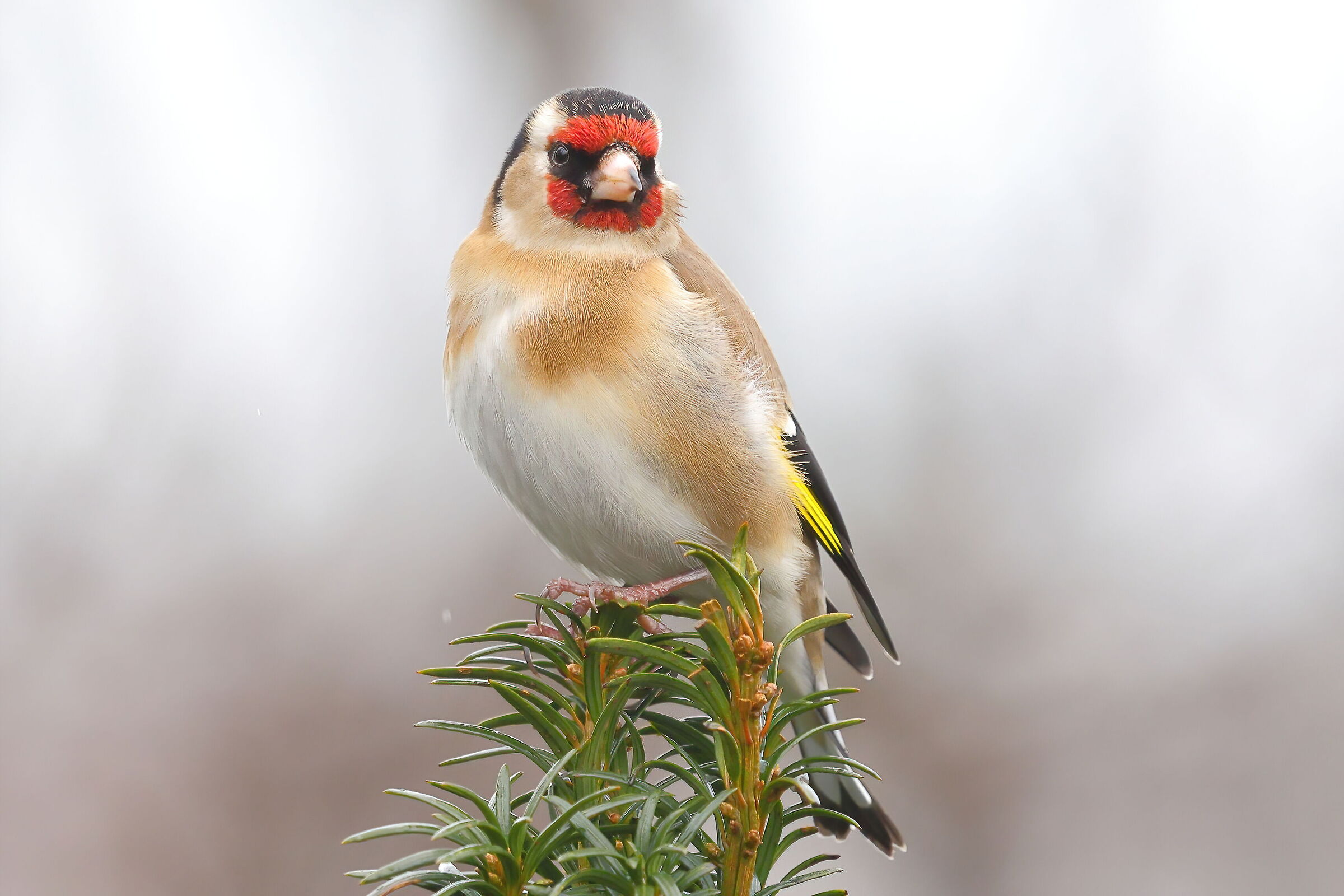 goldfinch