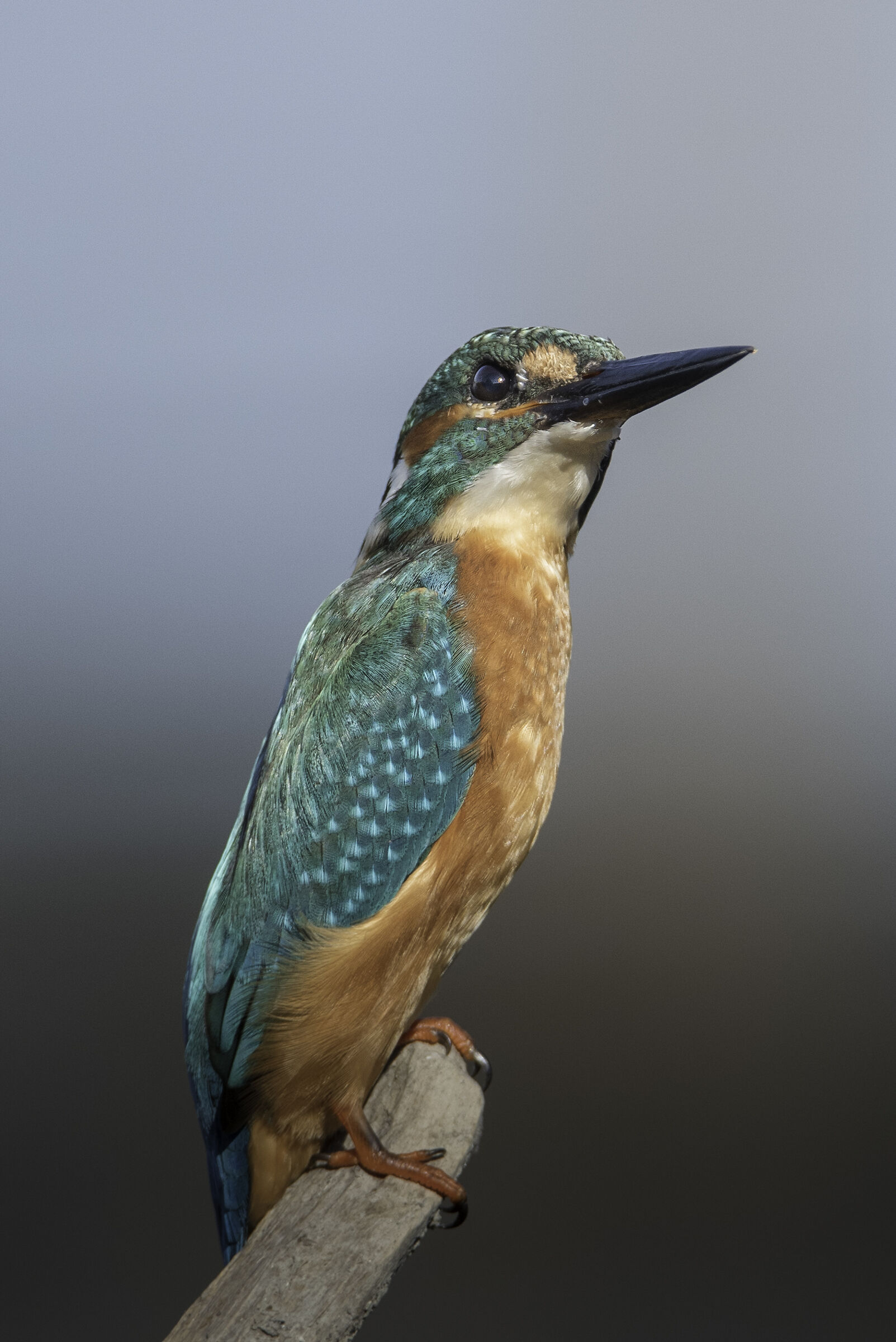 Kingfisher