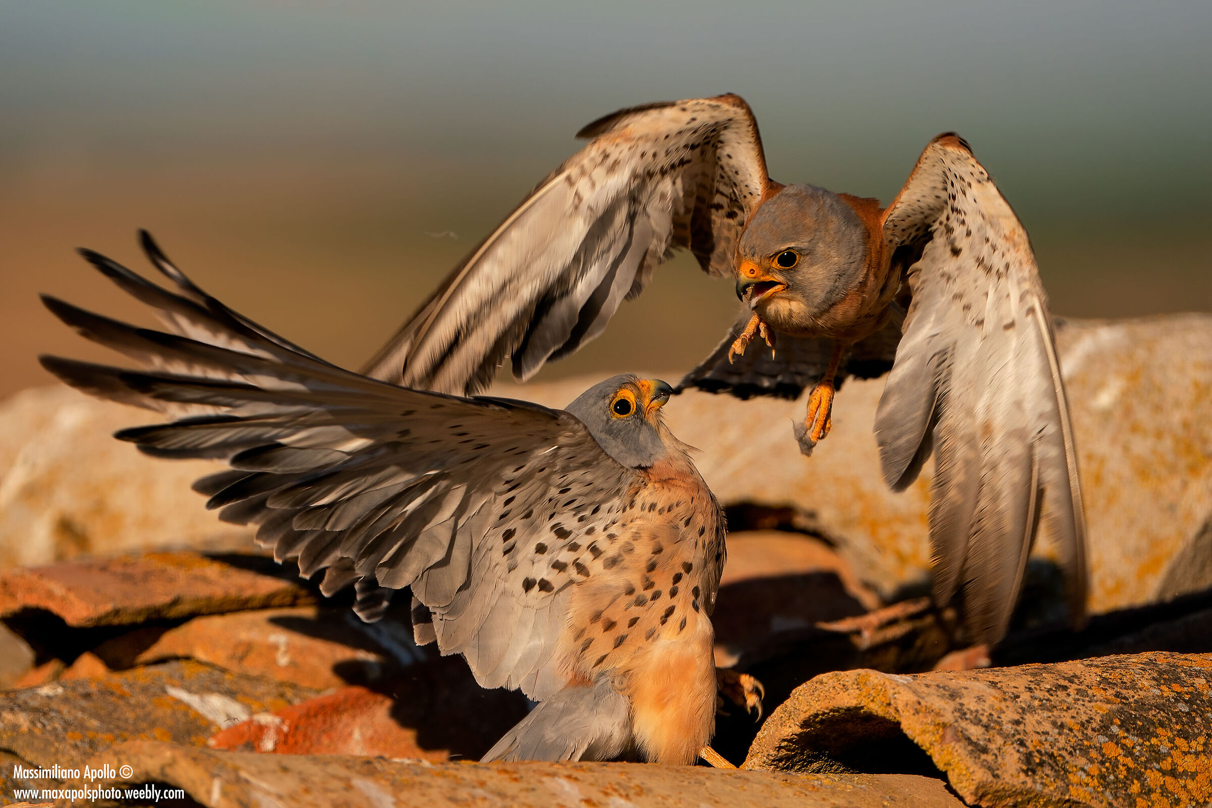 lite tra i tetti 1...