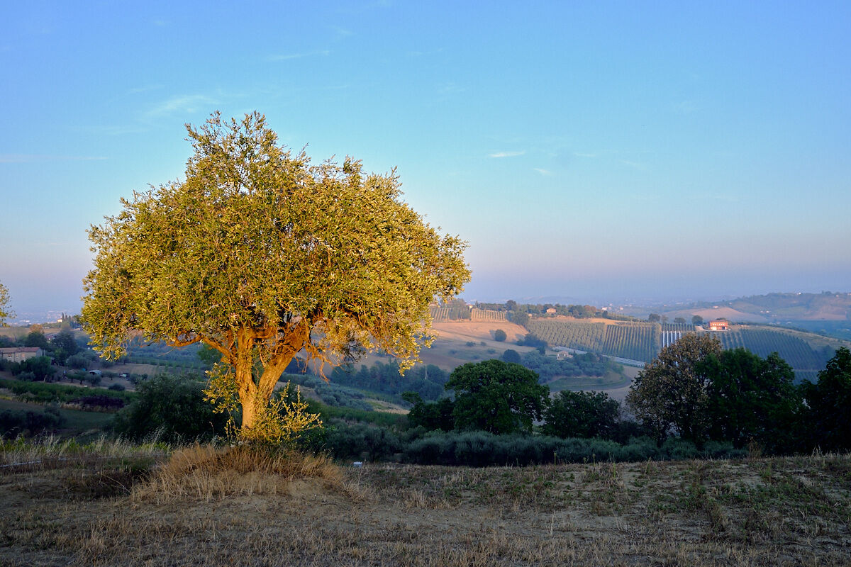 Olivo al tramonto