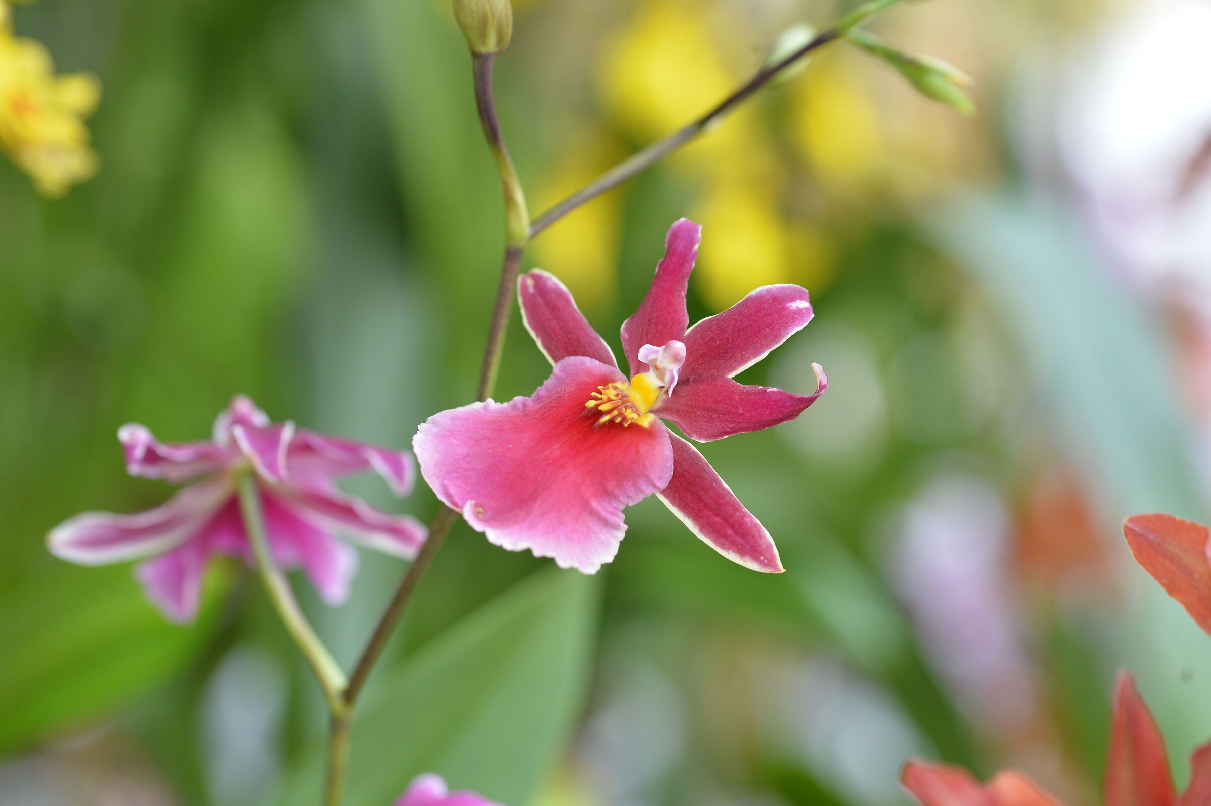 Da Schio orchidee 2021