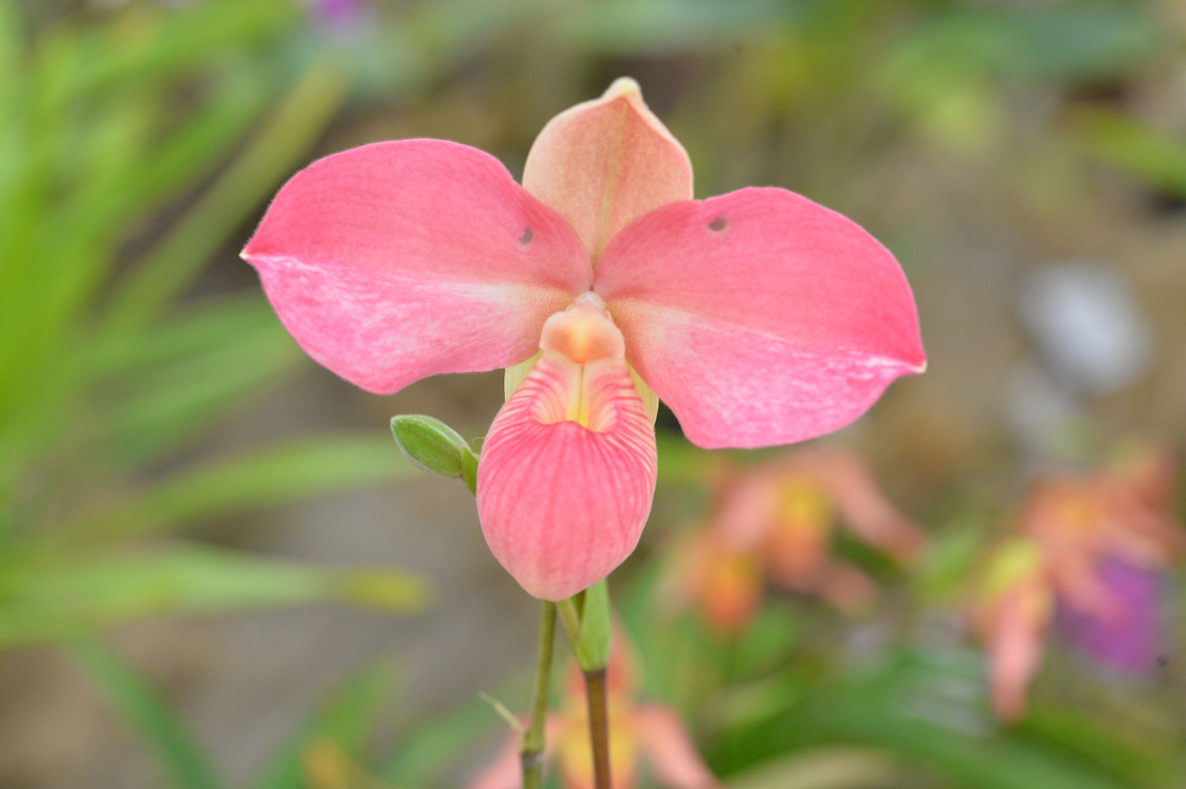 Da Schio orchidee 2021