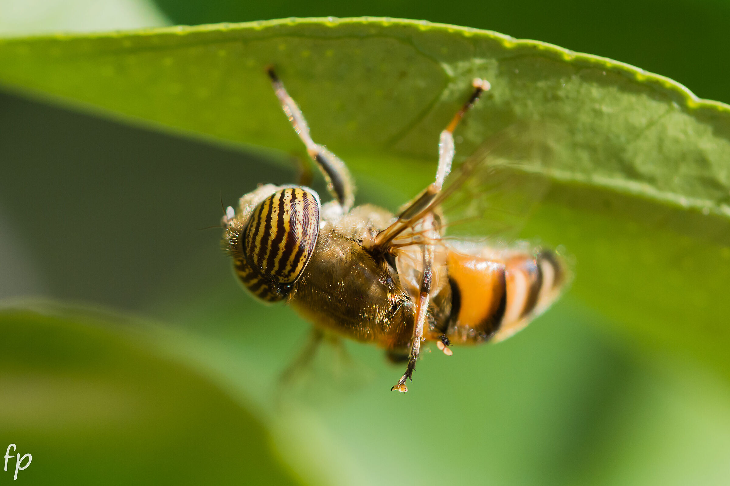 Tiger Fly (Eristalinus Taeniops)