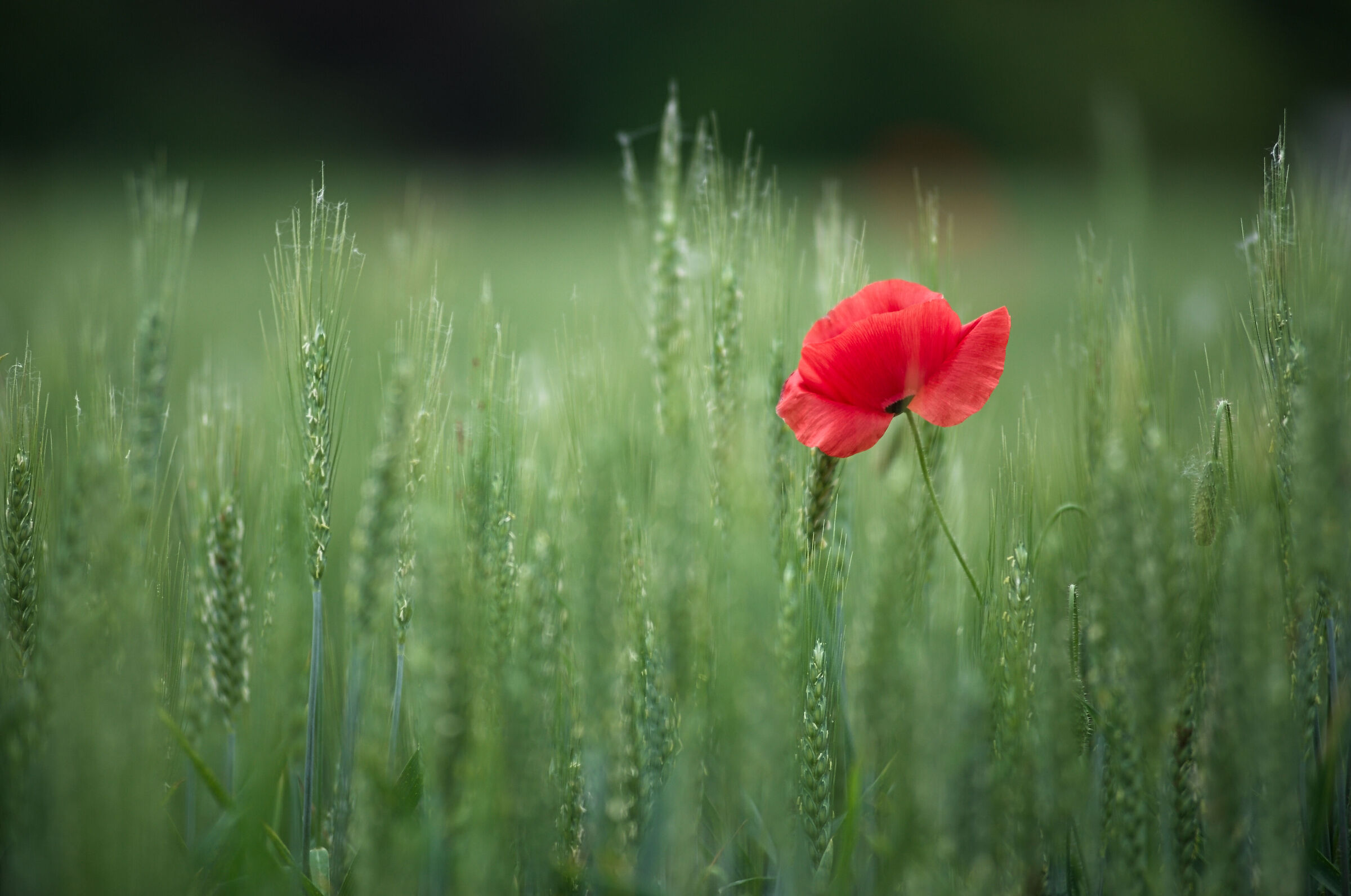 Poppy 1