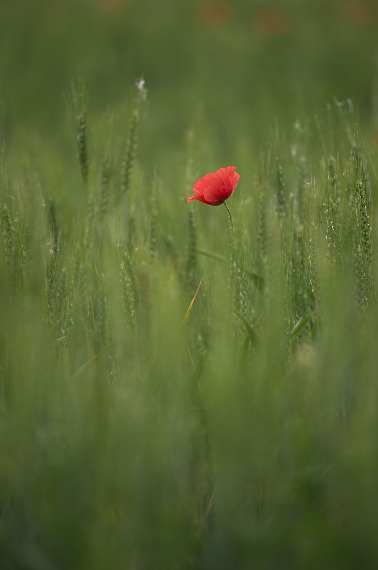 Poppy 2