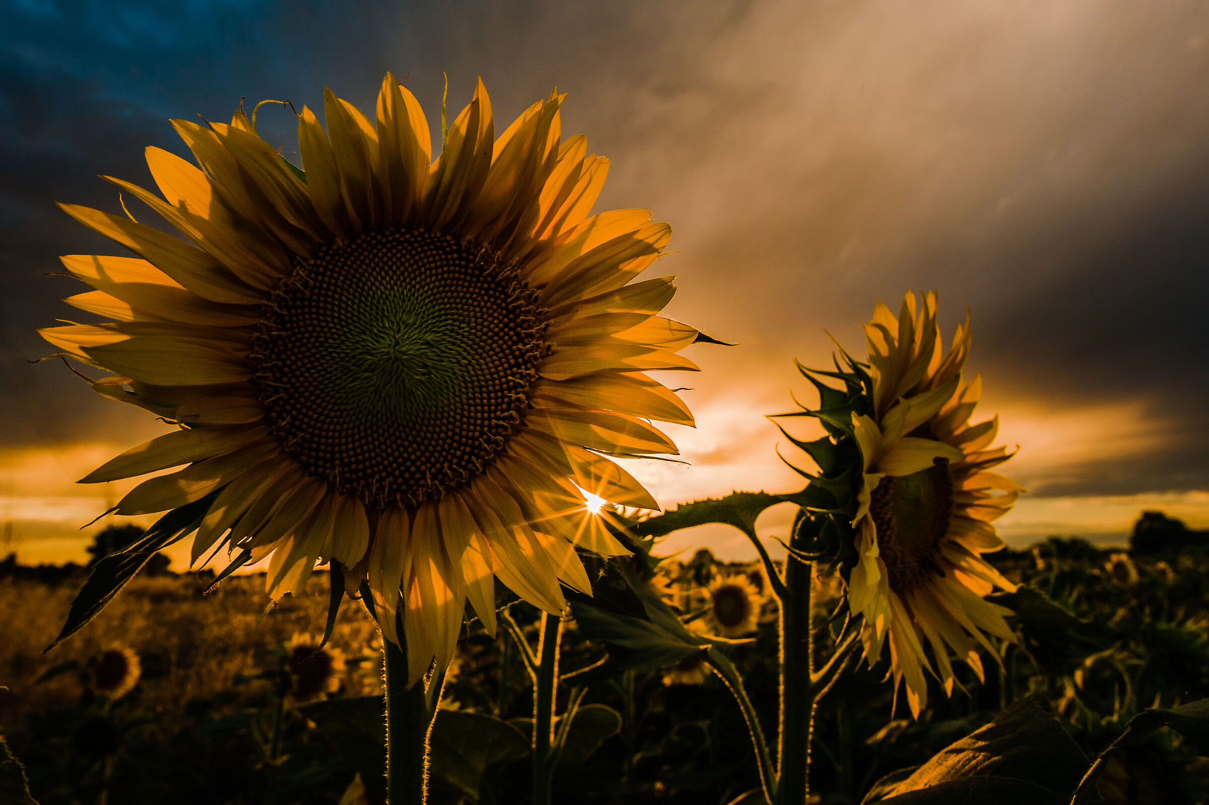 Sunflowers at sunset 1