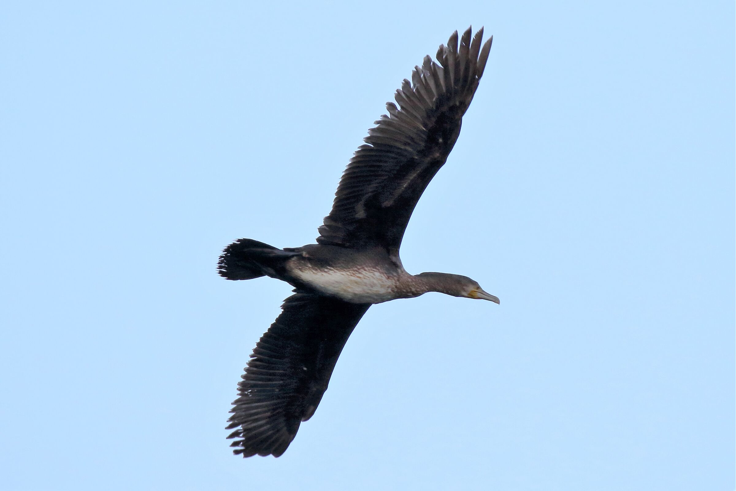 cormorant