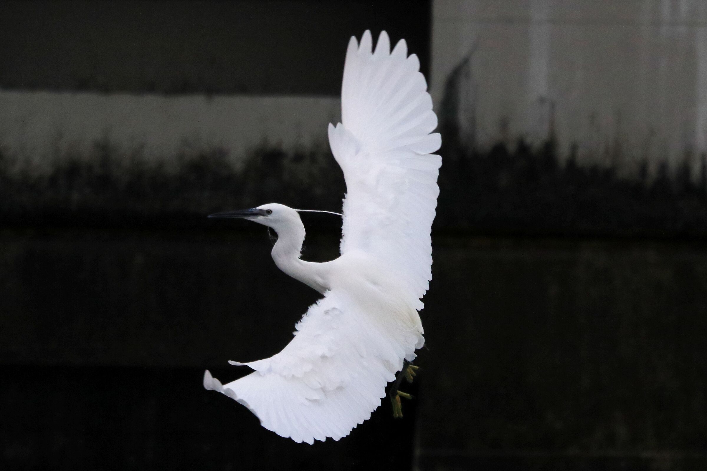 egret