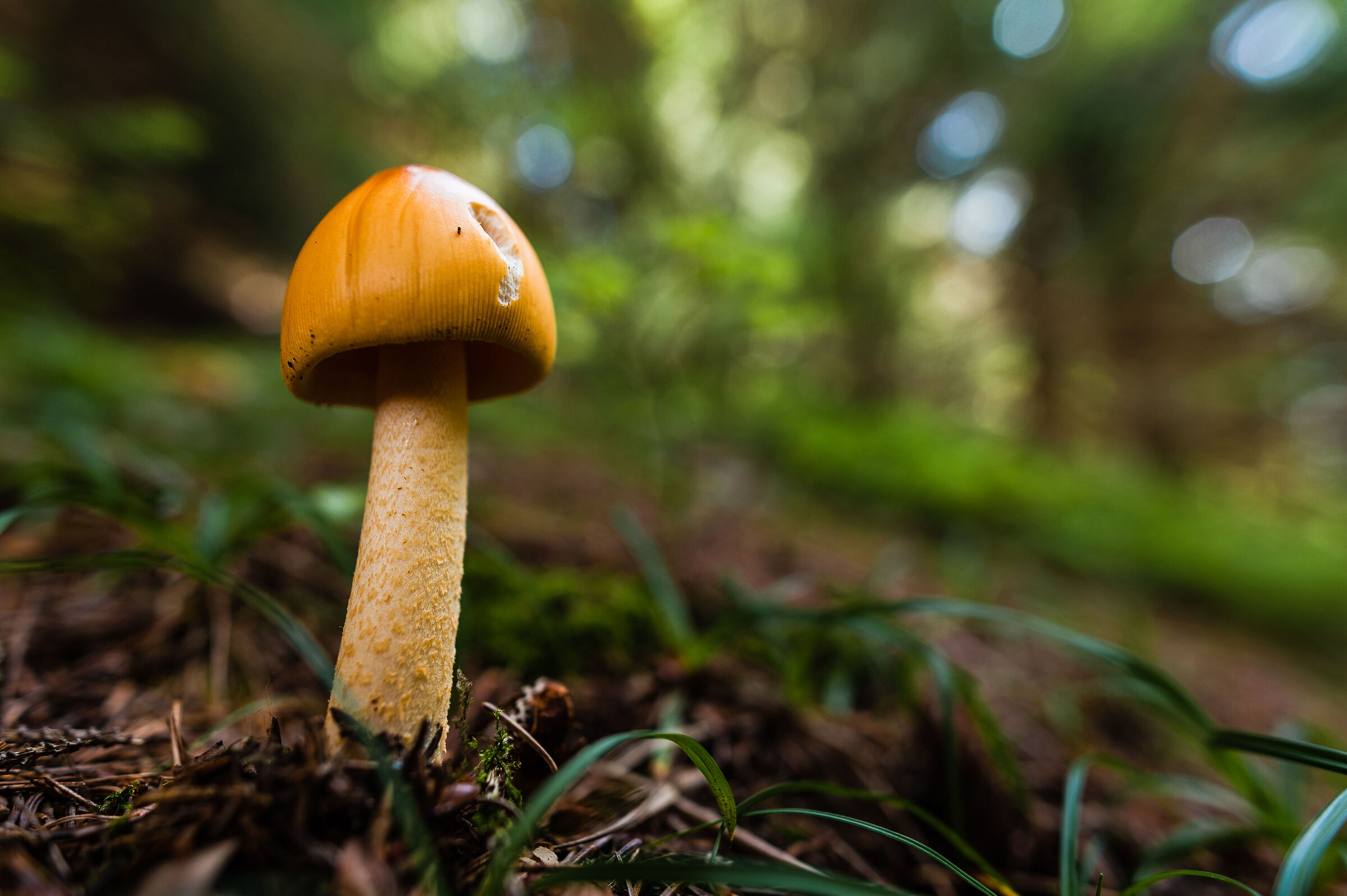 Magic of the Woods 1
